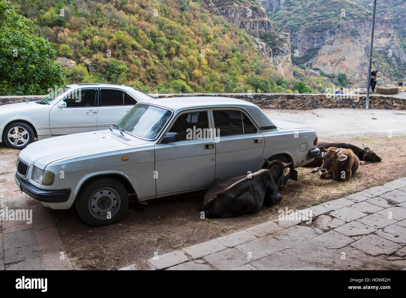 Vacche posa accanto a un auto Volga; Garni, Azat Valley, Armenia Foto Stock