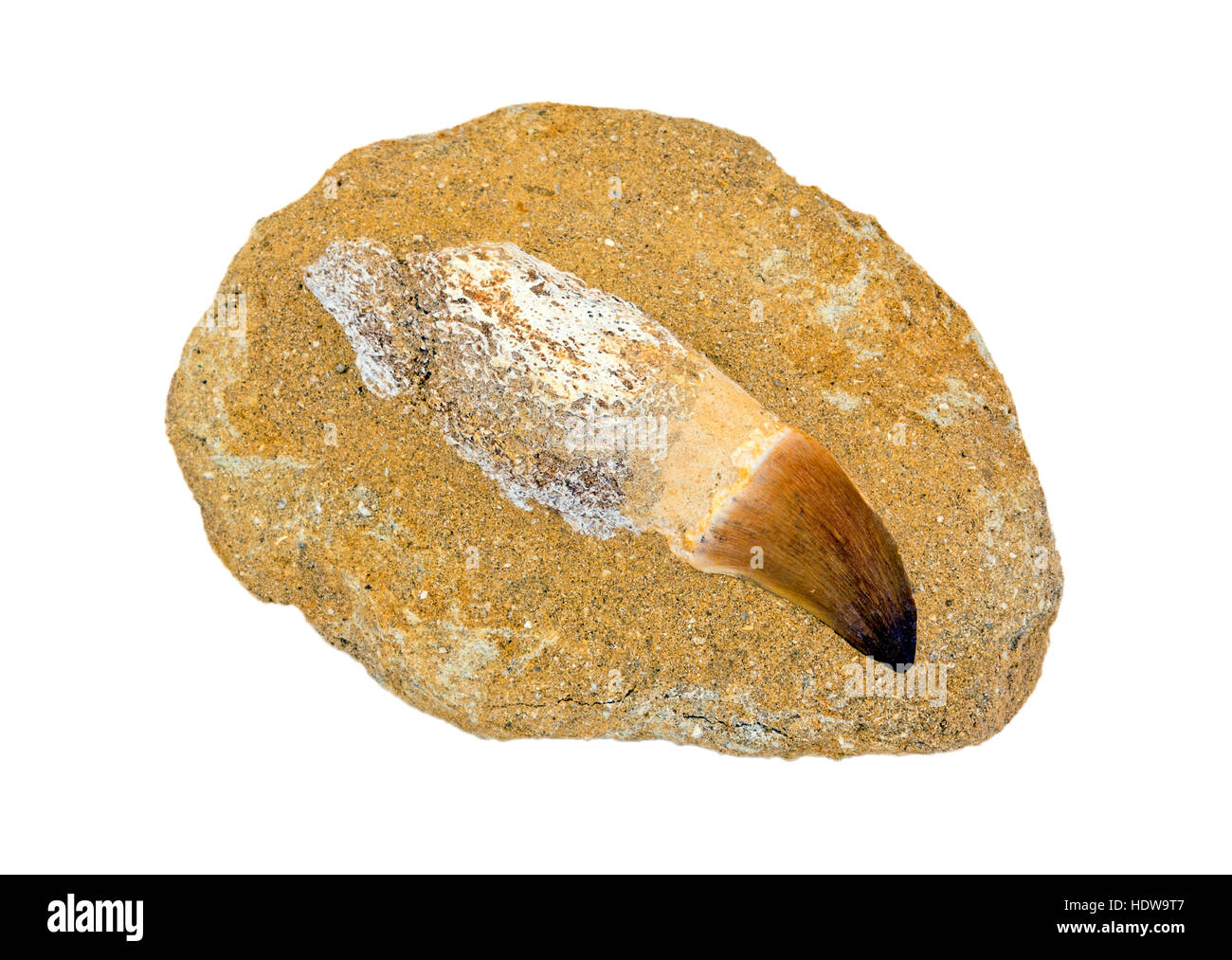 Mosasaur dente fossile nella roccia Foto Stock