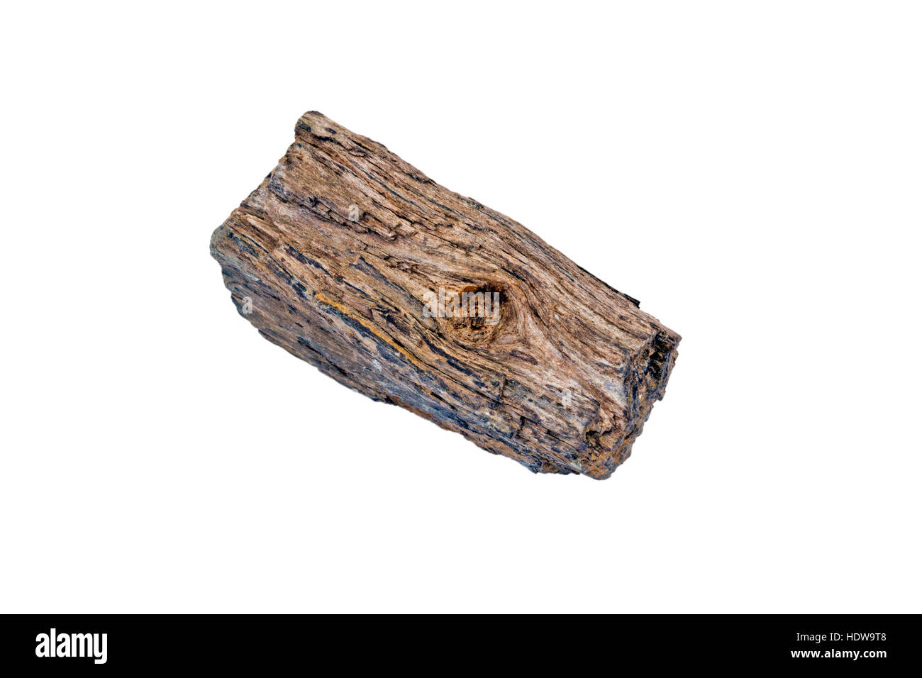 Pezzo di legno fossilizzato raccolti dal Cretaceo dei sedimenti in Siberia Foto Stock