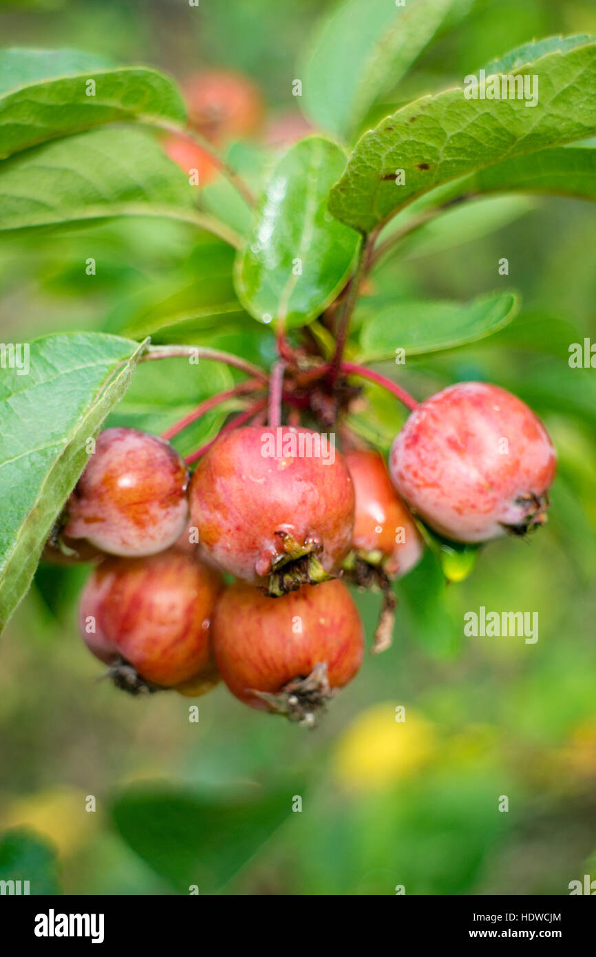Crab Apple frutta, England, Regno Unito Foto Stock