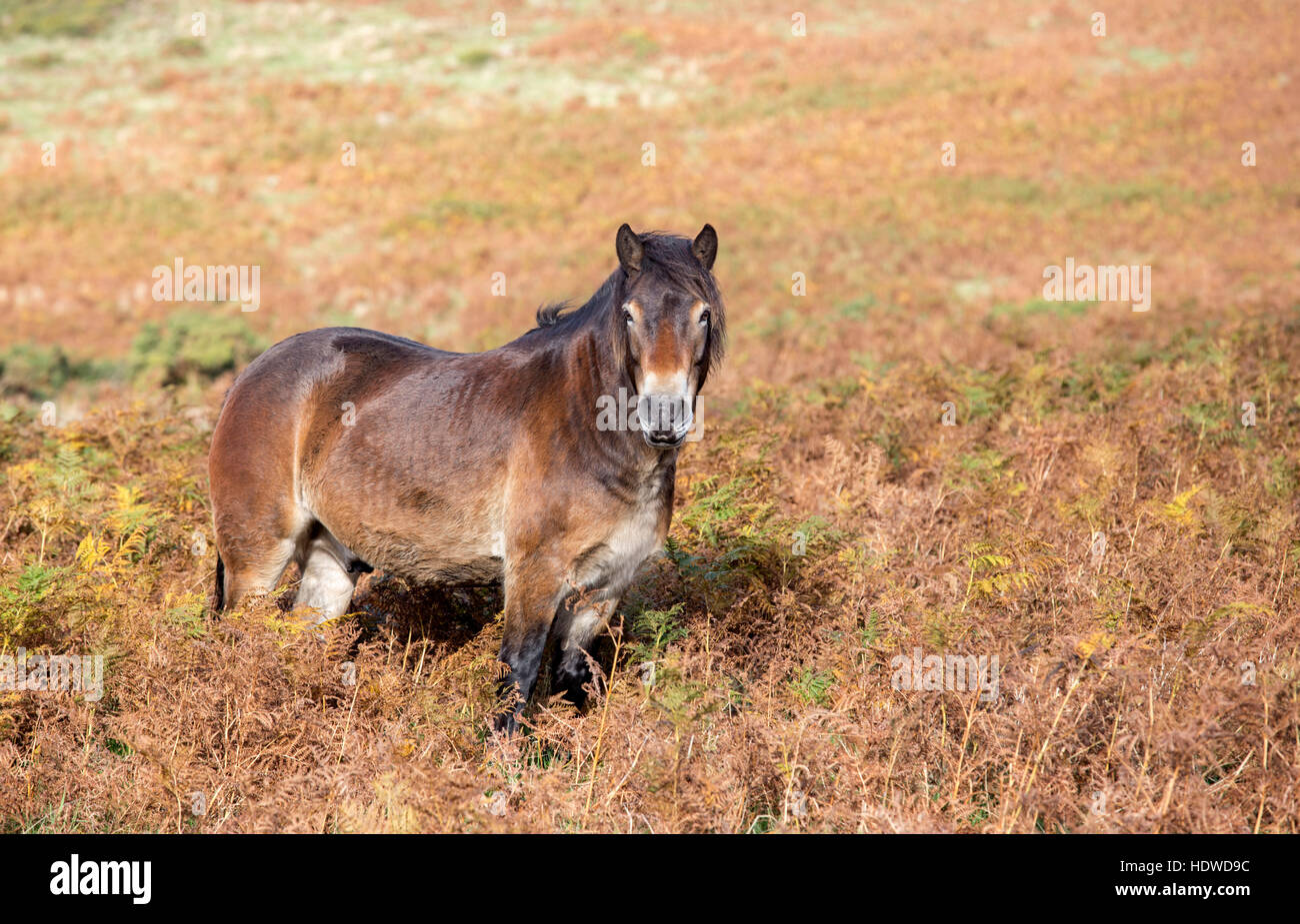 Wild Exmoor pony, parco Nazionale di Exmoor, Somerset, Inghilterra, Regno Unito Foto Stock
