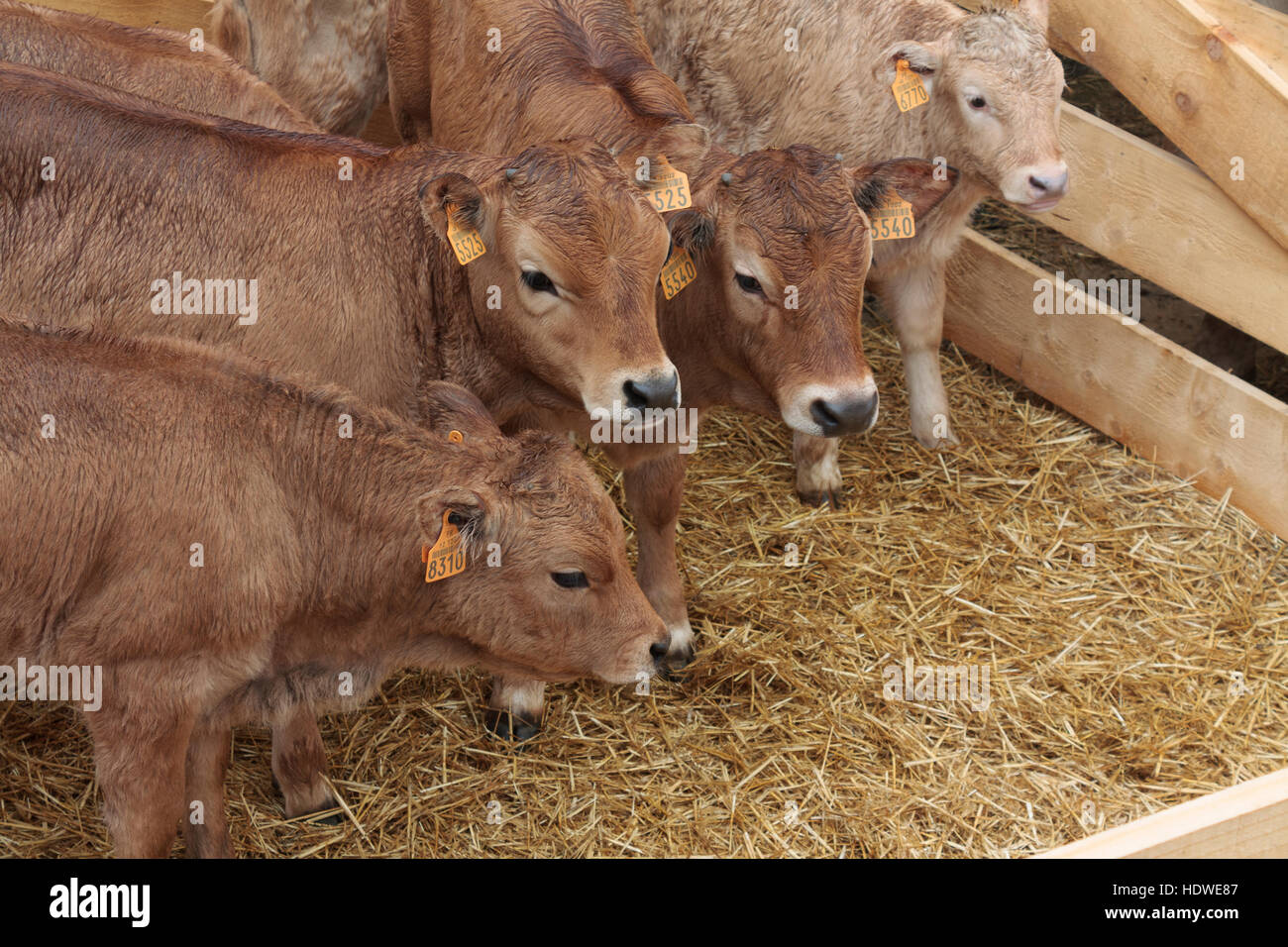 Gruppo del Limousin vitelli in una penna a un open-air mercato del bestiame a Mende, Cevennes, Francia. Foto Stock