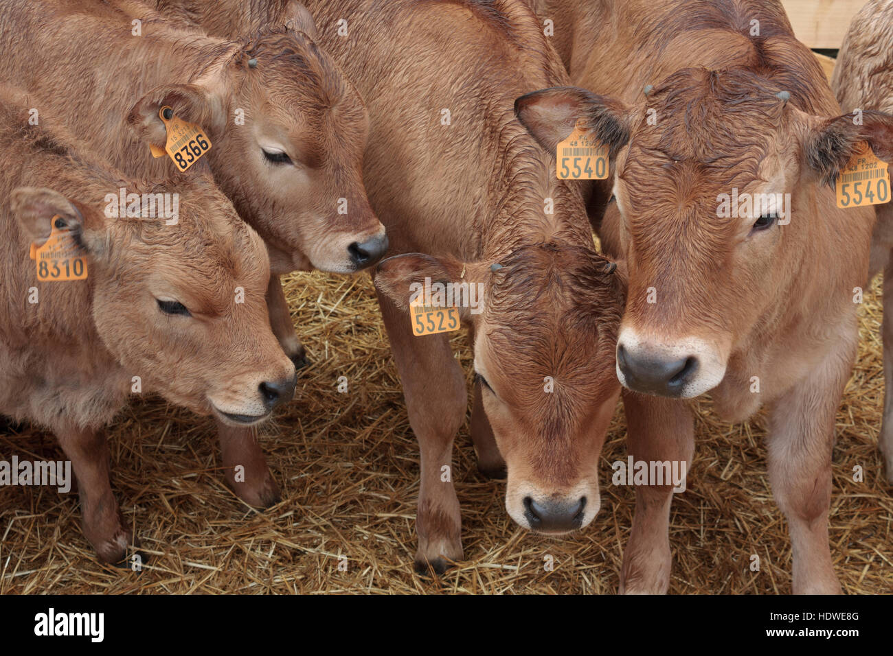 Gruppo del Limousin vitelli in una penna a un open-air mercato del bestiame a Mende, Cevennes, Francia. Foto Stock