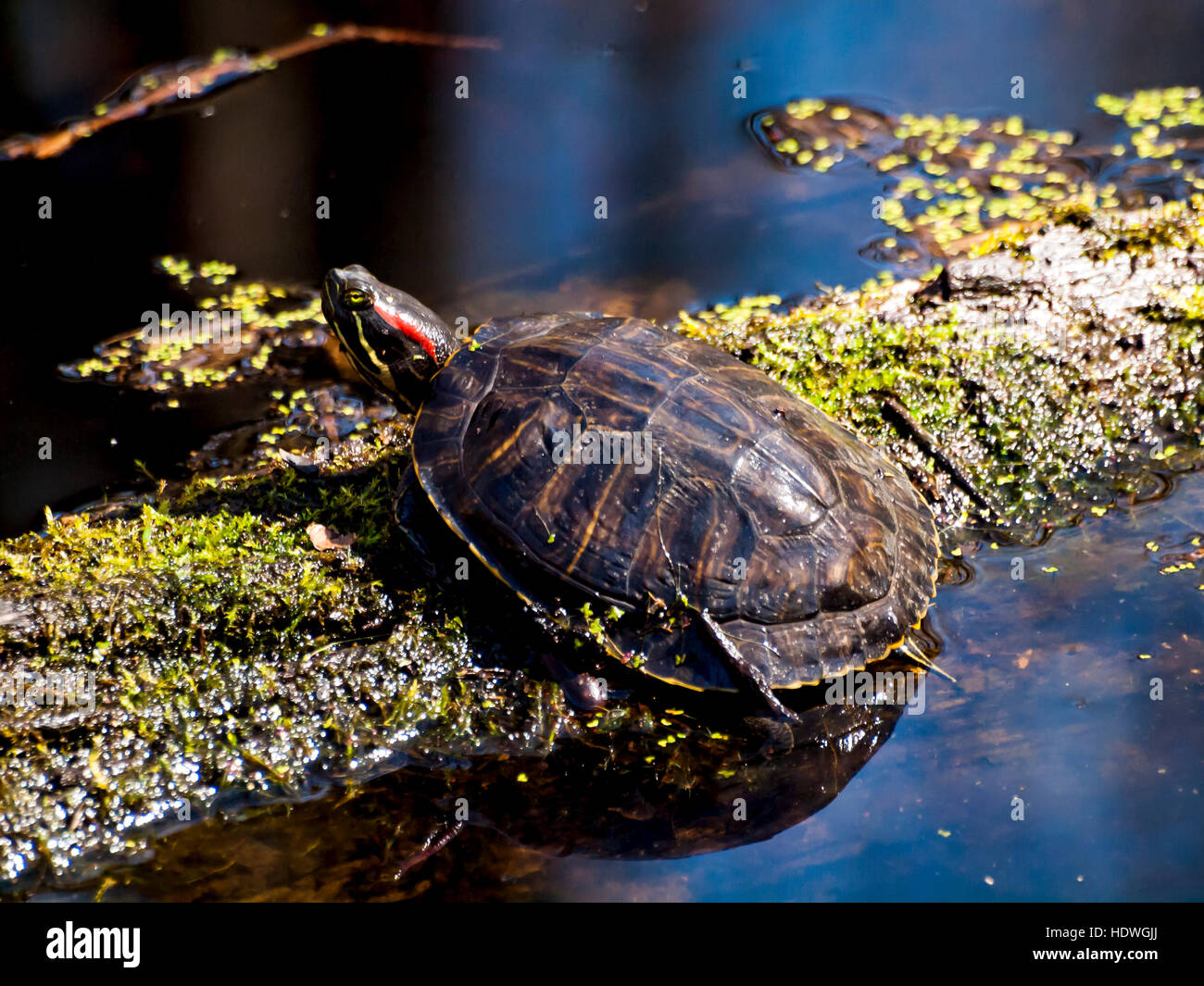 Turtle di ottenere un po' di sole su un log. Foto Stock