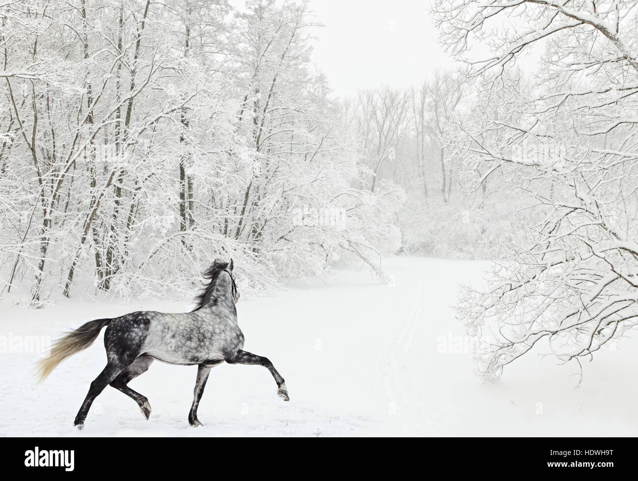 Colline punteggiano-grigio arabian horse in movimento sul campo di neve Foto Stock