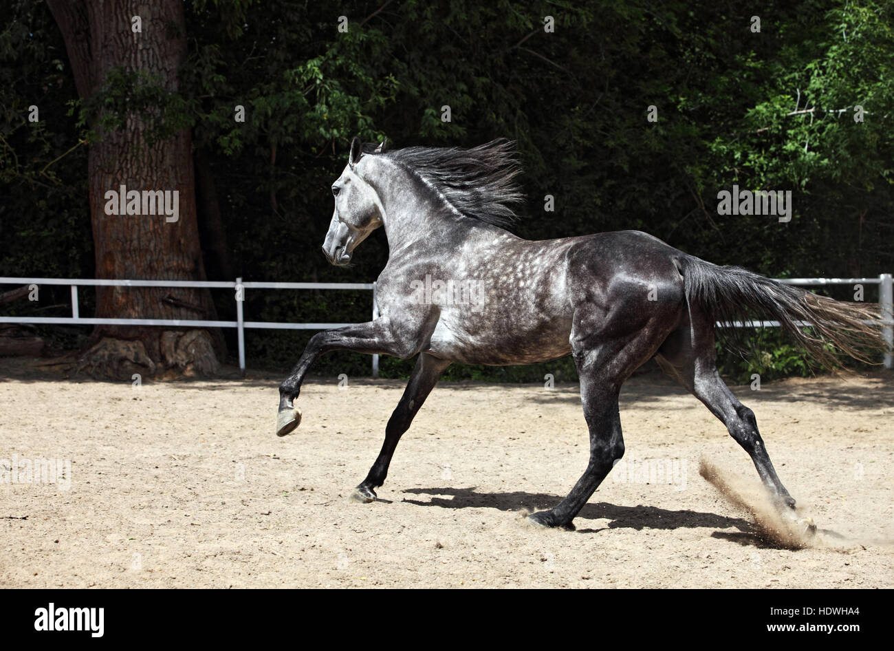 Colline punteggiano-grigio Arabian Horse corre libera Foto Stock