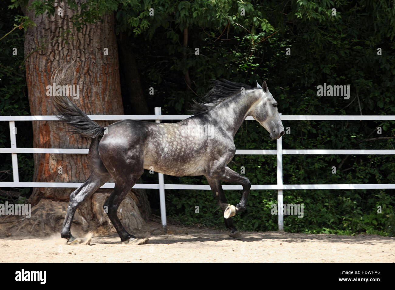 Colline punteggiano-grigio Arabian Horse corre libera Foto Stock