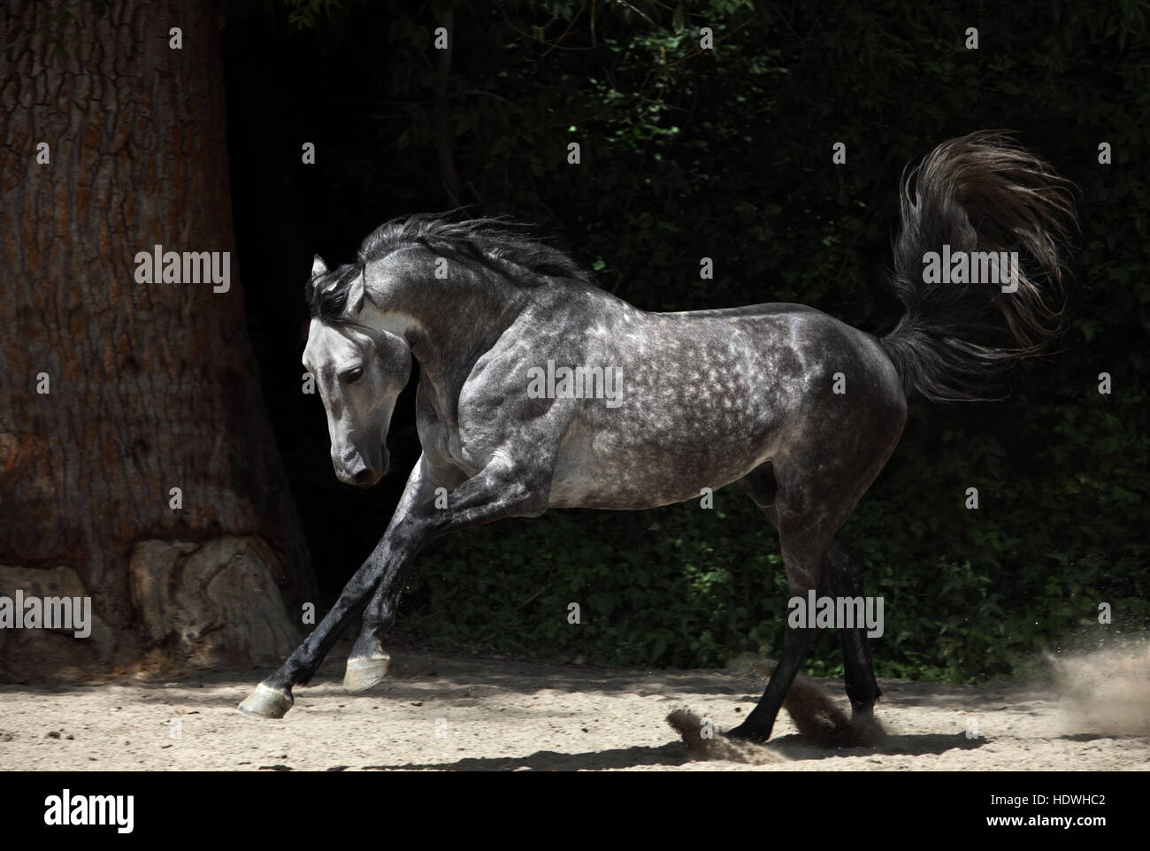 Libera grigio cavallo arabo corre libera Foto Stock