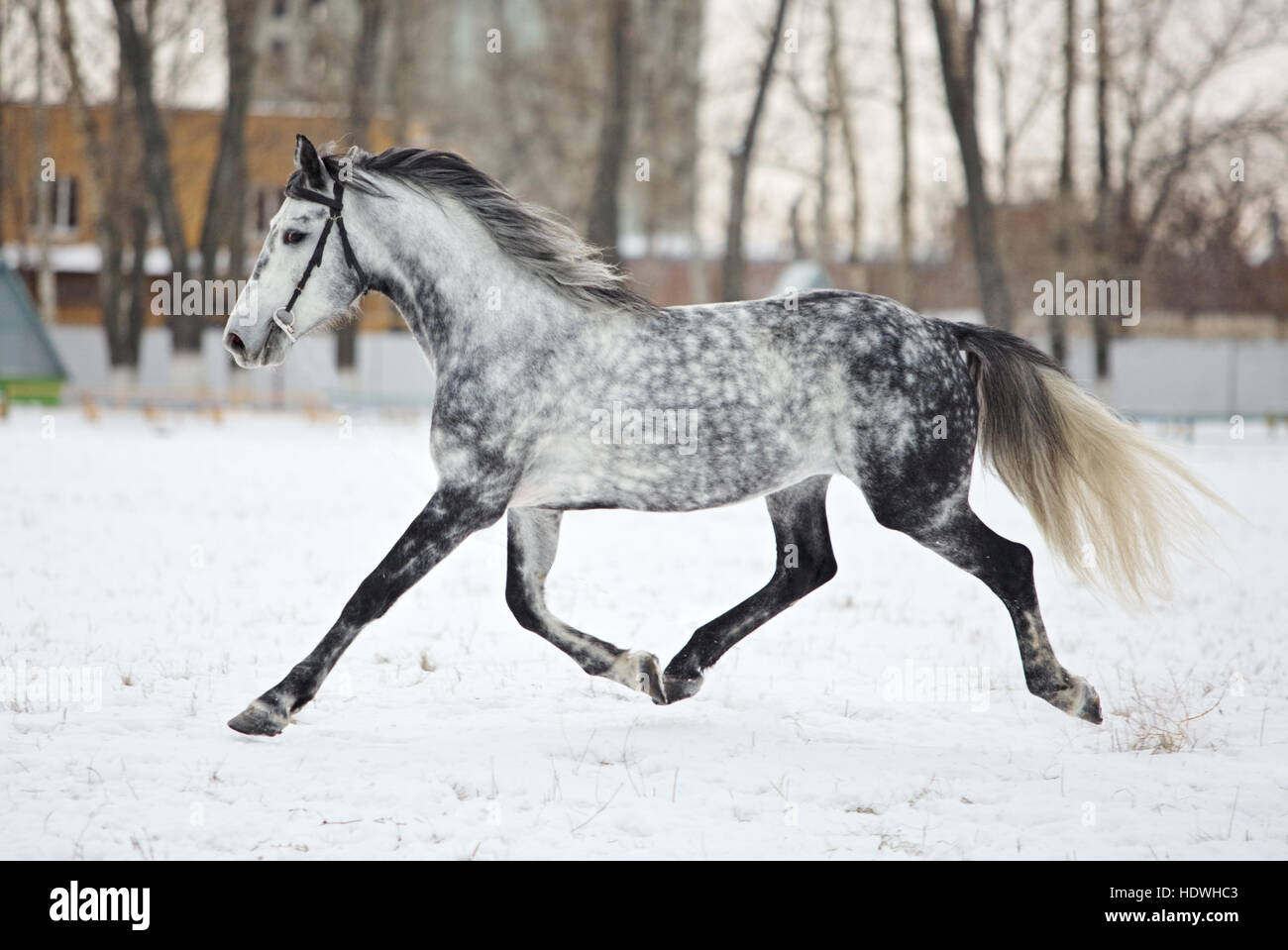 Colline punteggiano-grigio arabian horse in movimento sul campo di neve Foto Stock