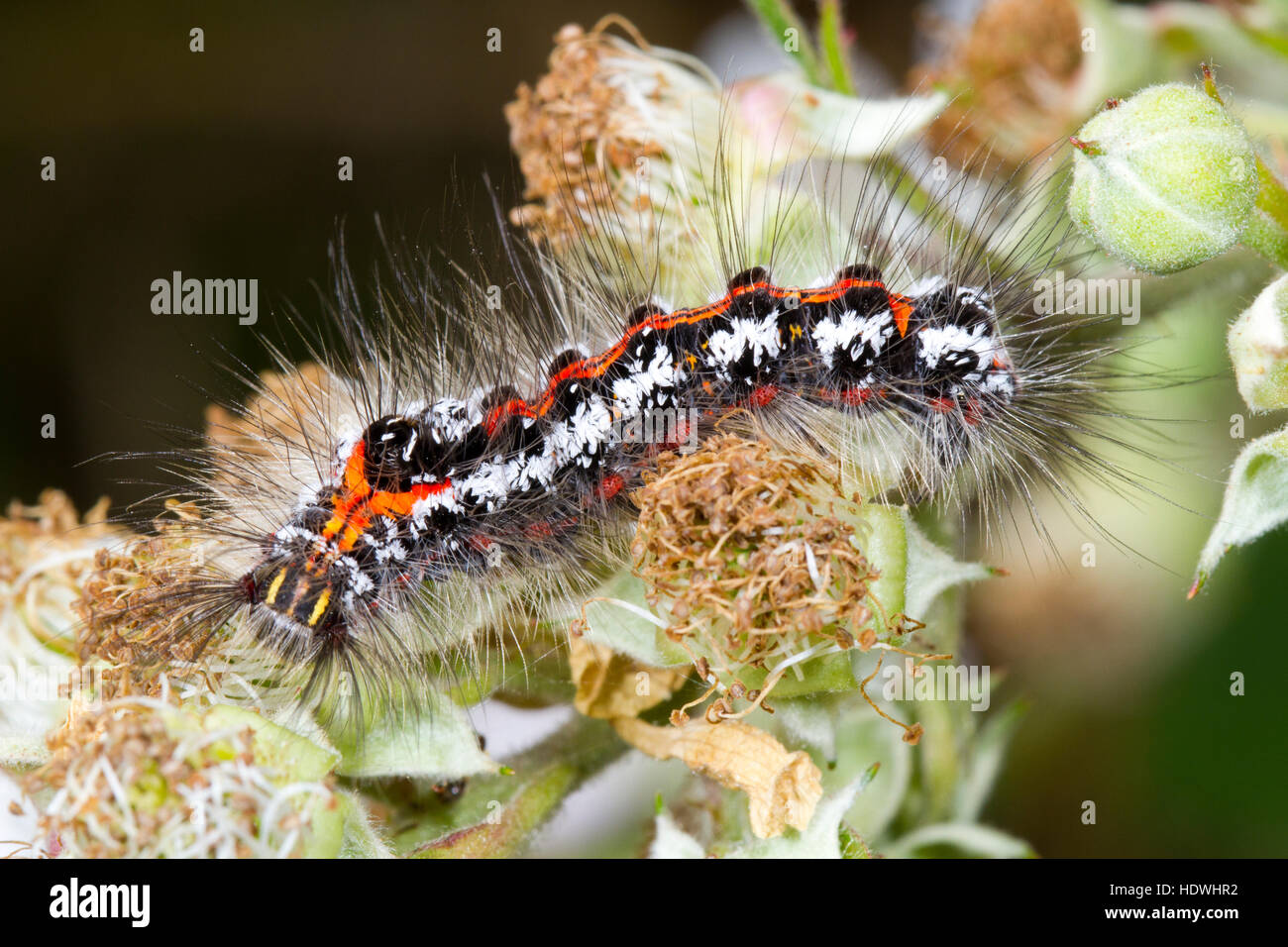 Giallo-tail tarma (Euproctis similis) larva di grandi dimensioni. Gwynedd, Galles. Giugno. Foto Stock