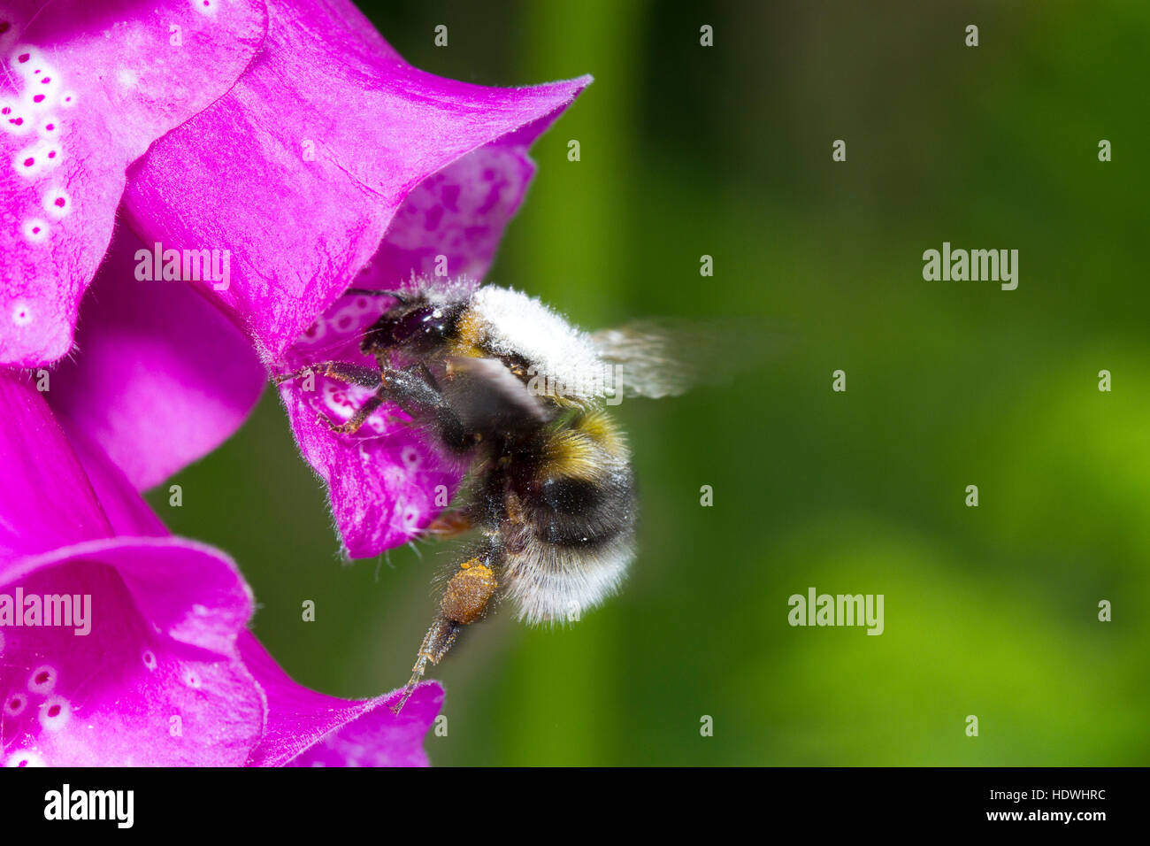 Giardino bumblebee (Bombus hortorum) adulto lavoratore alimentazione su un Foxglove (Digitalis purpurea) fiore. Powys, Galles. Giugno. Foto Stock