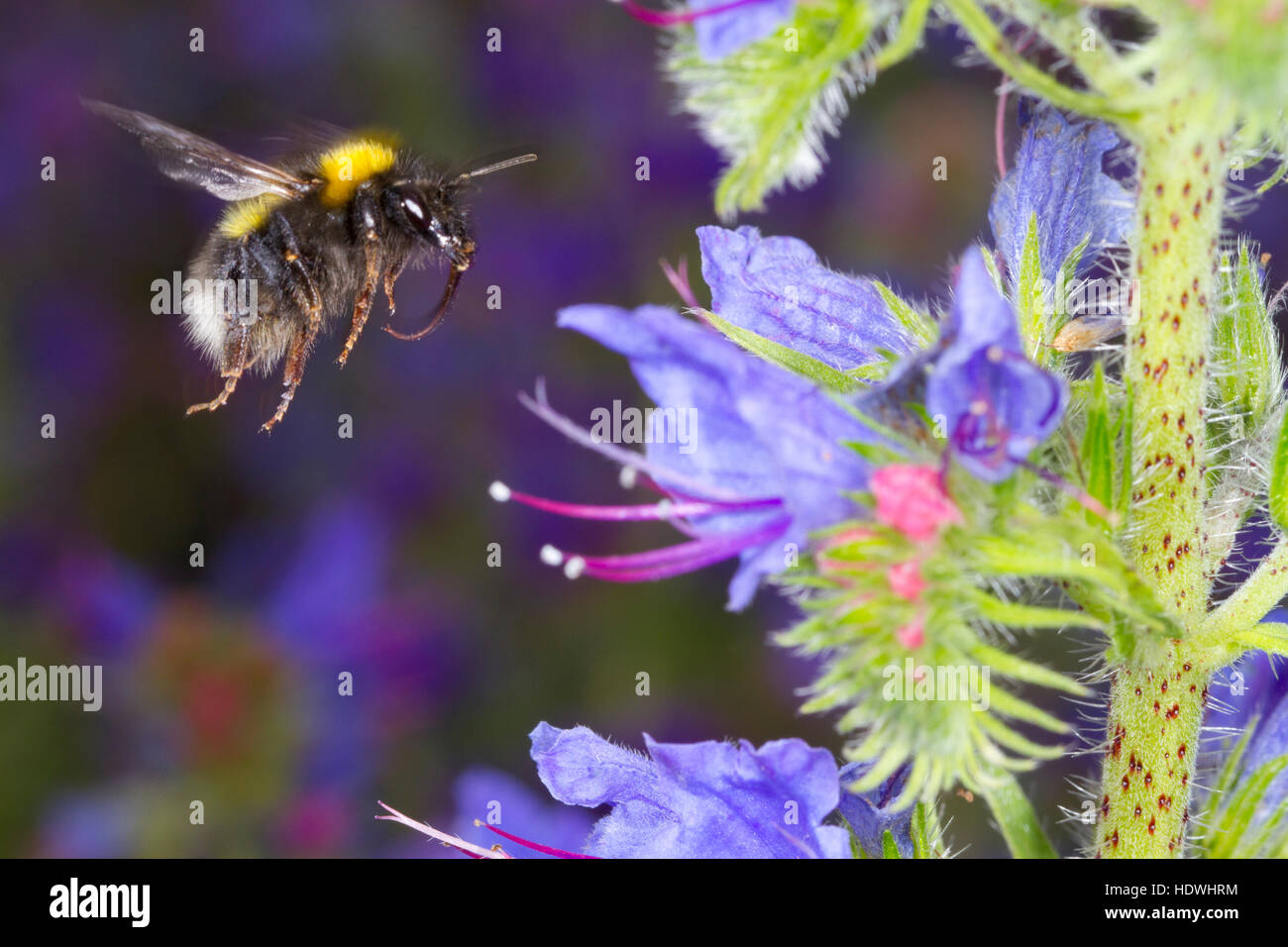 White-tailed bumblebee (Bombus sp.) adulto lavoratore in volo, alimentazione sulla Viper di Bugloss (Echium vulgare), fiori. Foto Stock