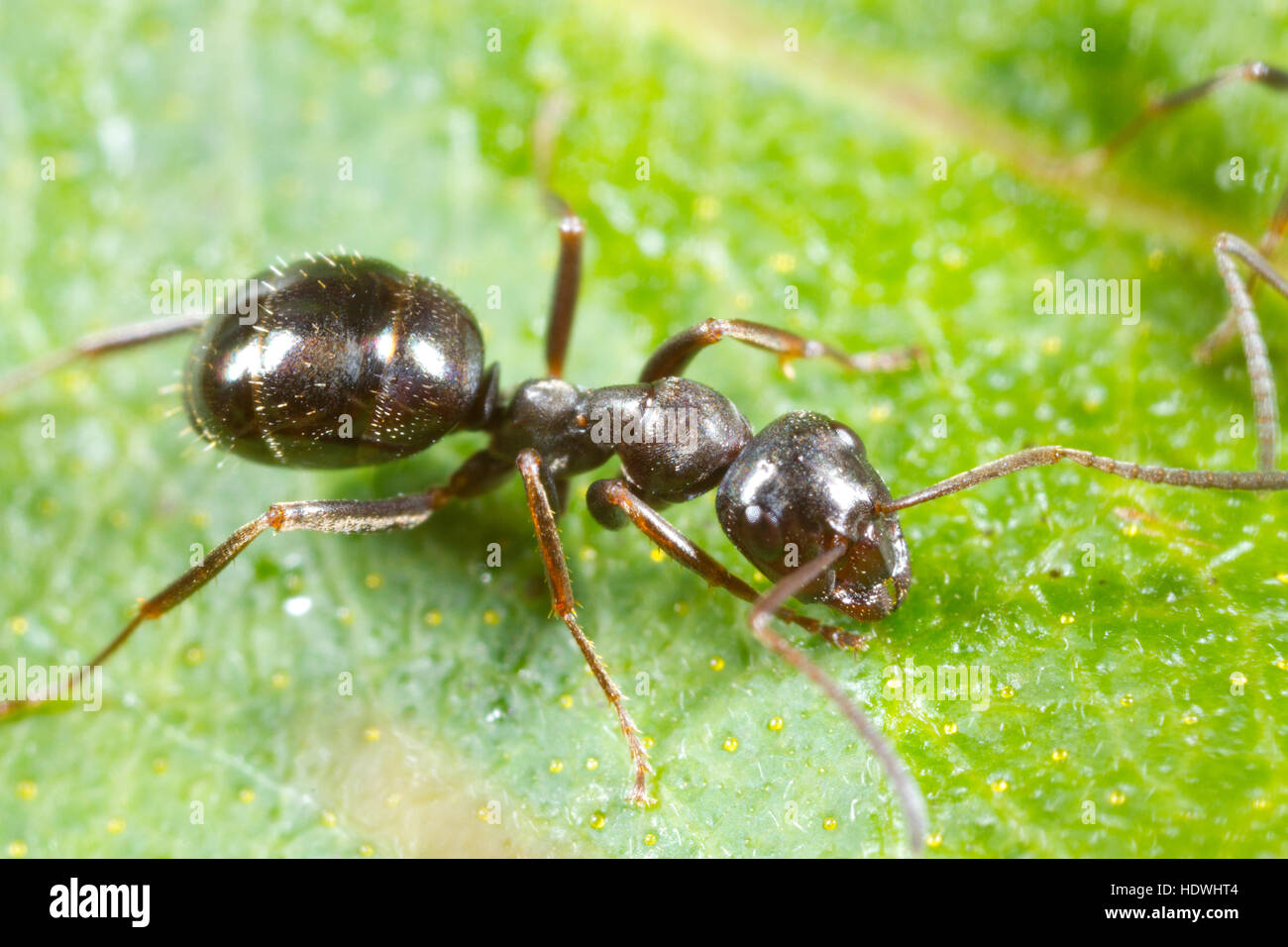 Black Bog Ant (Formica picea) adulto lavoratore su una foglia. Cors Goch NNR, Carmarthenshire Galles. Luglio. Foto Stock