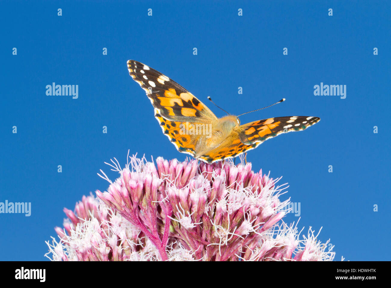 Dipinto di Lady butterfly (Vanessa cardui) Alimentazione adulto sulla canapa-agrimony (Eupatorium cannabinum) fiori. Powys, Galles. Agosto. Foto Stock