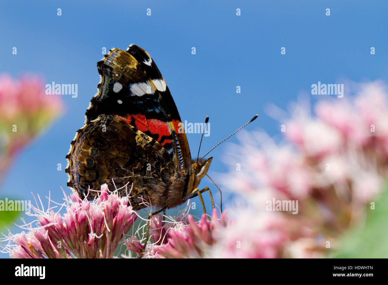 Red Admiral butterfly (Vanessa Atalanta) Alimentazione adulto sulla canapa-agrimony (Eupatorium cannabinum) fiori. Powys, Galles. Agosto. Foto Stock