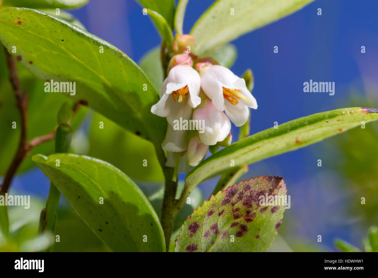 Cowberry (Vaccinium vitis-idaea) pianta con i fiori. Powys, Galles. Agosto. Foto Stock