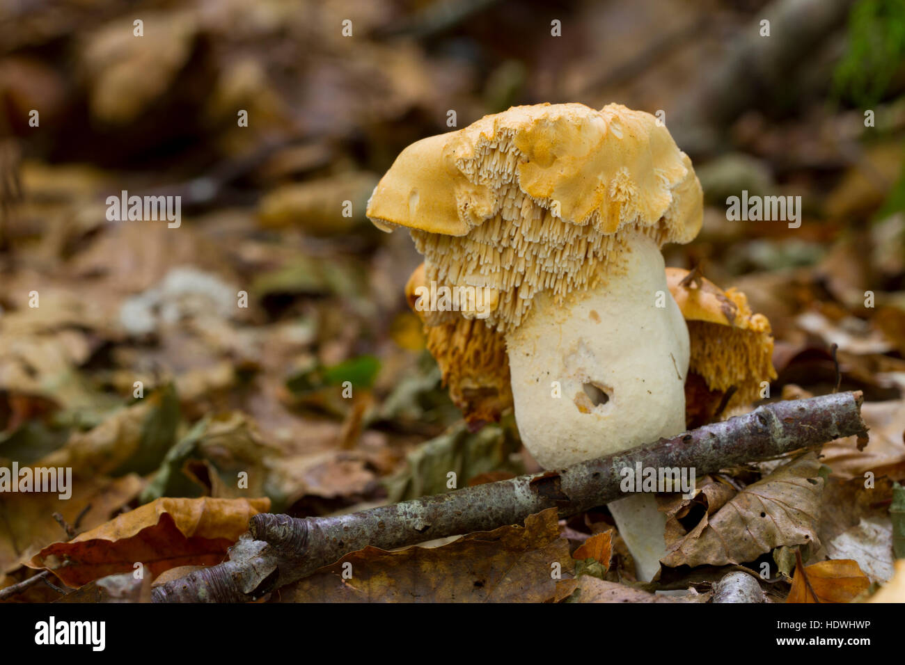 Fungo Hedgehog (Hydnum repandum) corpo fruttifero nel bosco. Powys, Galles. Ottobre. Foto Stock