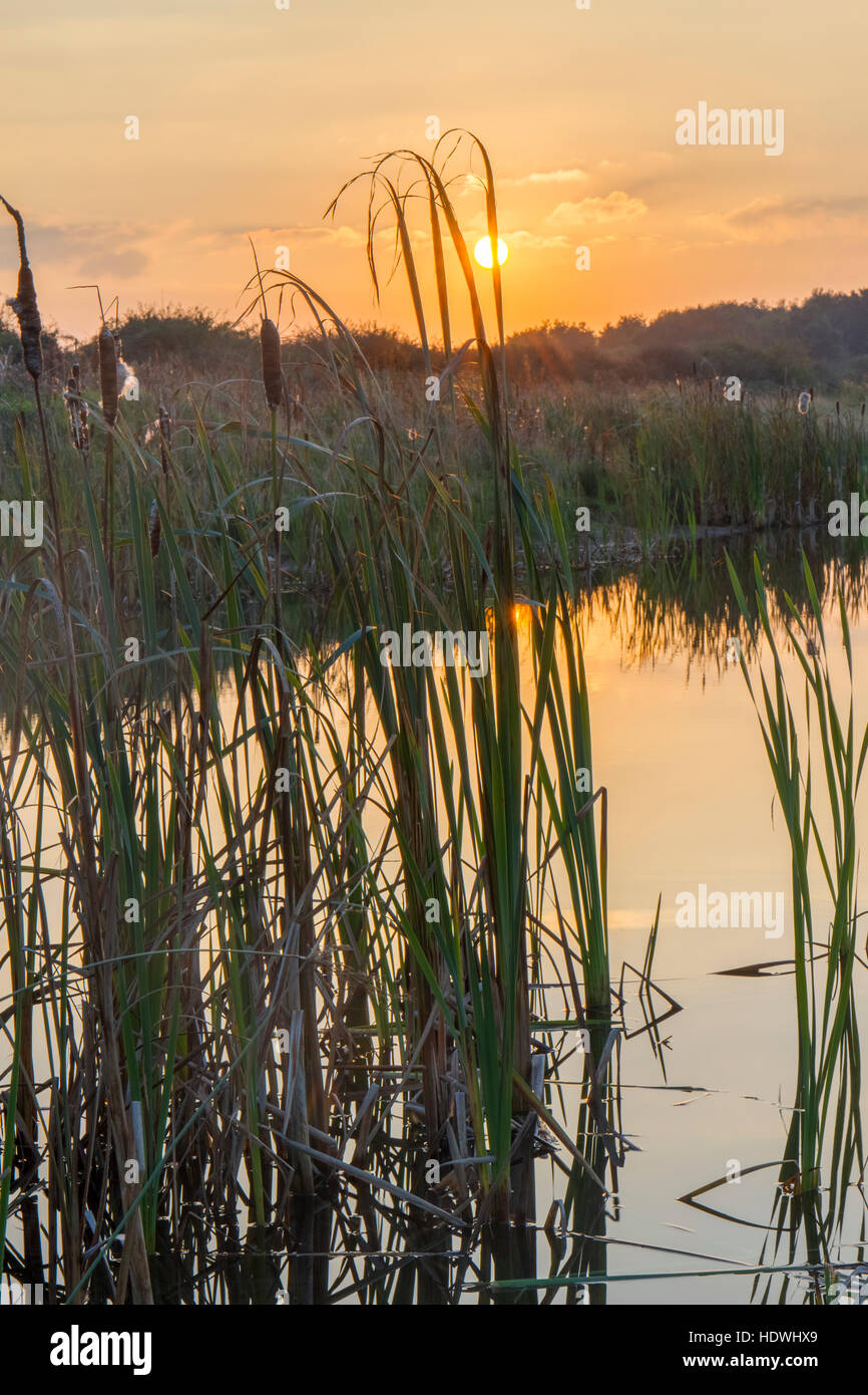 Vista sulla piscina con acqua dolce e marsh al tramonto. RSPB Titchwell Marsh riserva. Norfolk, Inghilterra. Ottobre. Foto Stock