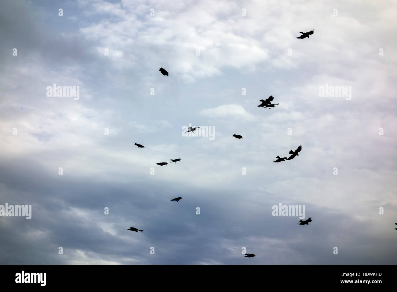 Jackdaws nel cielo (Corvus monedula) Foto Stock