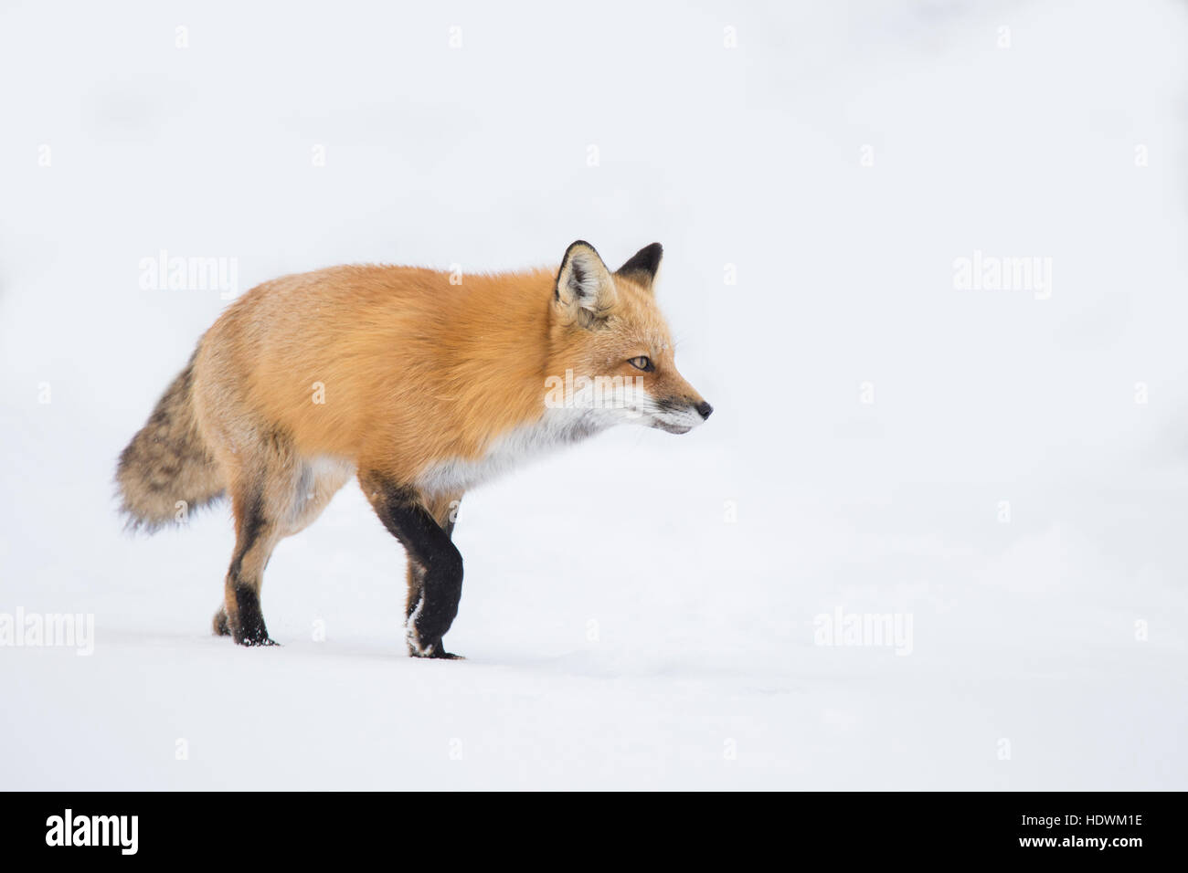 Maschio di volpe rossa in inverno Foto Stock