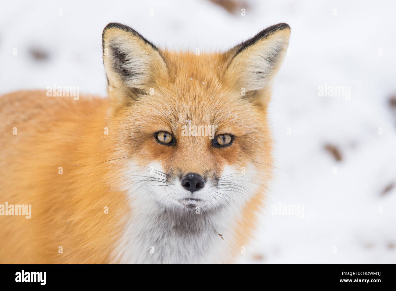 Maschio di volpe rossa in inverno Foto Stock
