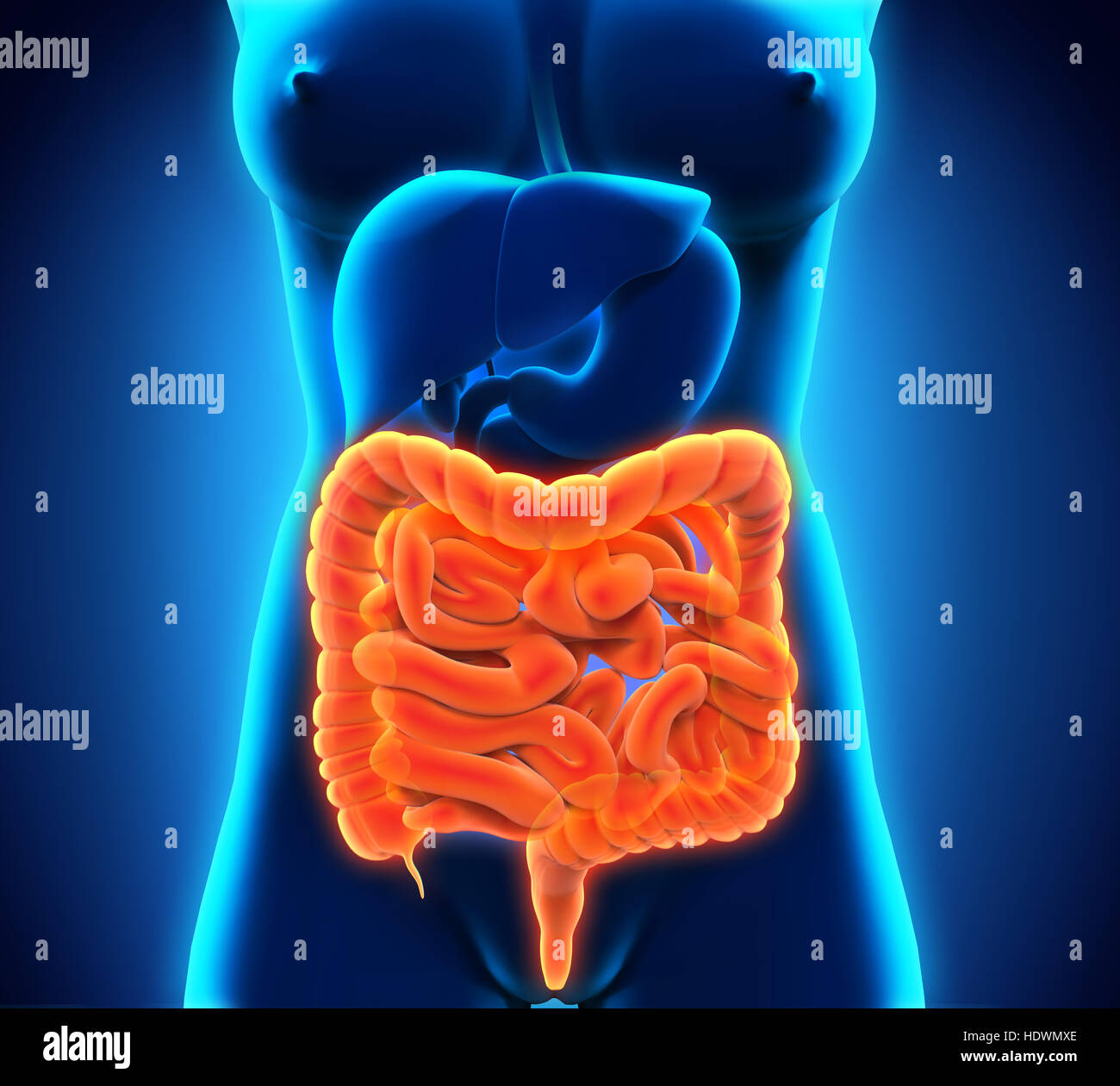 Intestino umano anatomia Foto Stock