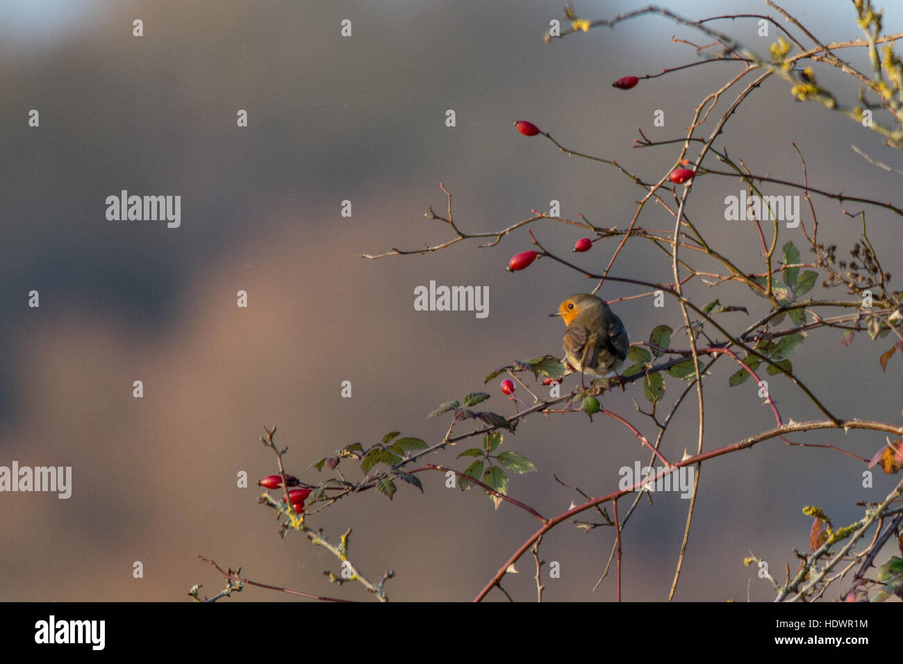 Robin (Erithacus rubecula) arroccata su un albero tra red rose hip bacche durante l'inverno. La fauna selvatica, uccelli, uccelli, Hampshire, Regno Unito, con spazio di copia Foto Stock