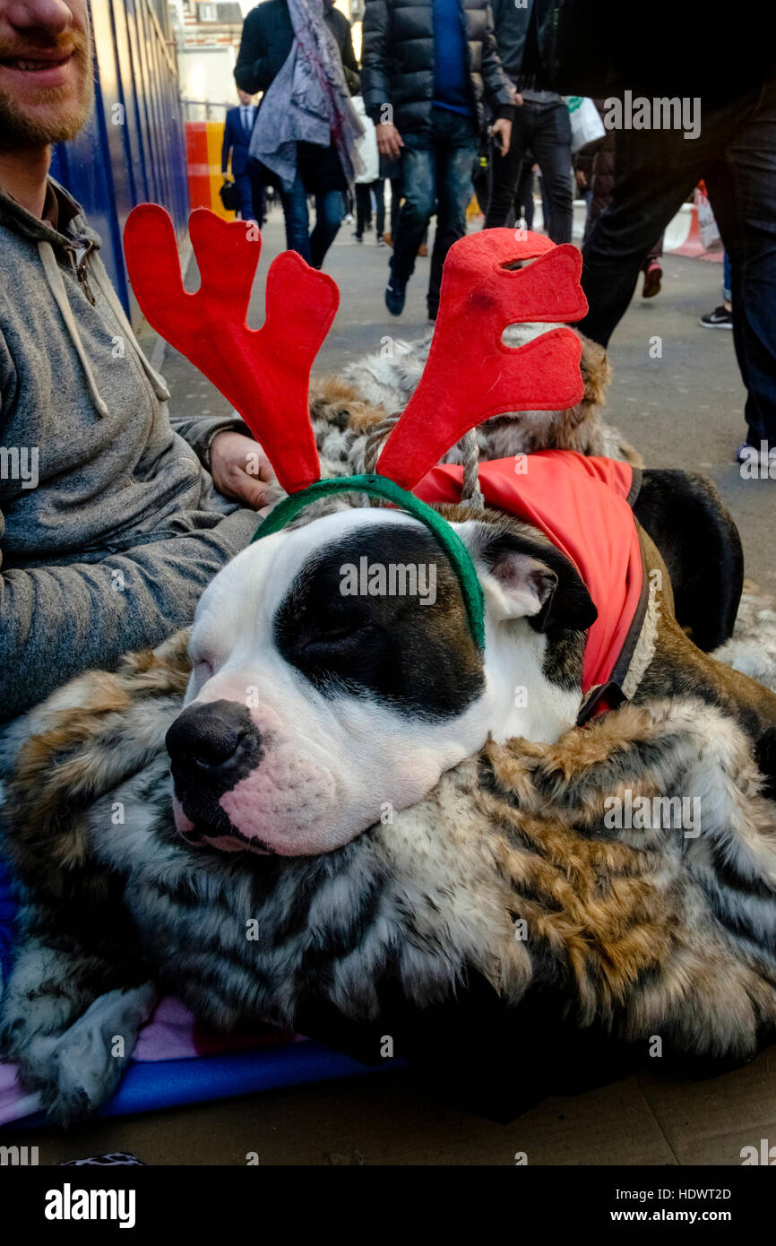 Un senzatetto si siede su una strada di Londra con il suo cane che indossa una novità corna di renne. Foto Stock