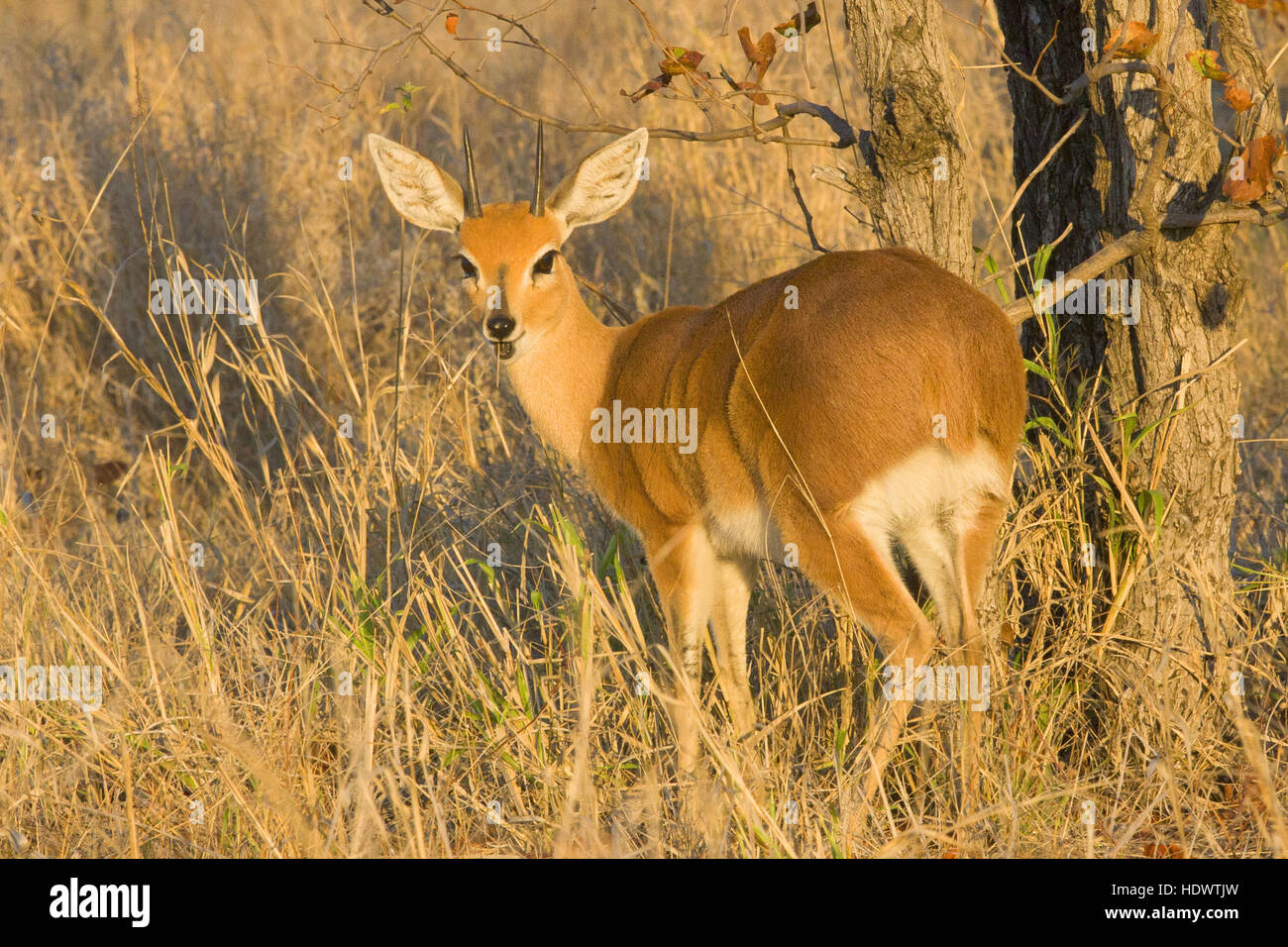 Steenbok buck in Sud Africa Foto Stock