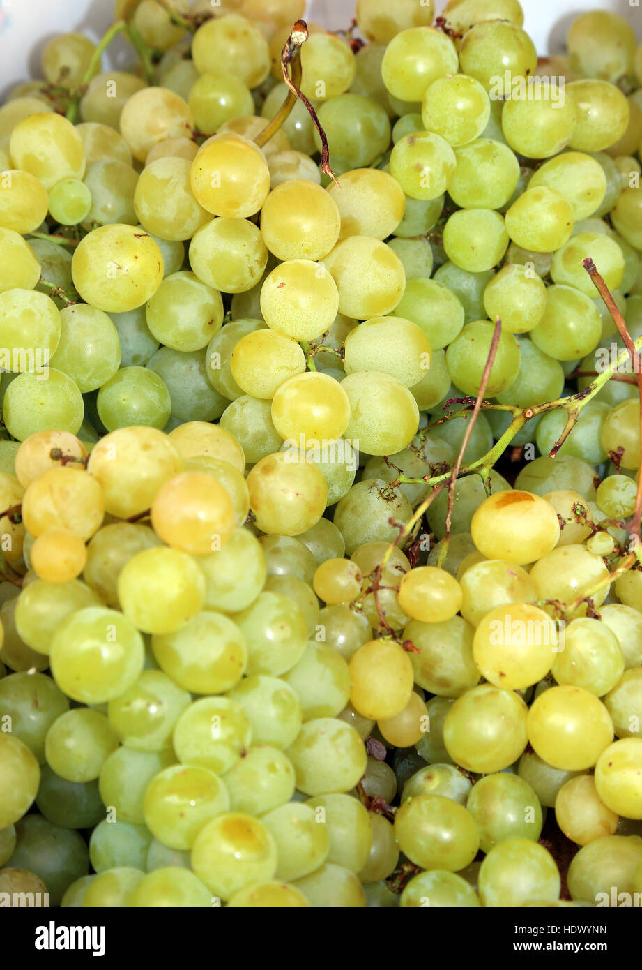 Grappolo maturo di uva bianca appena raccolto Foto Stock