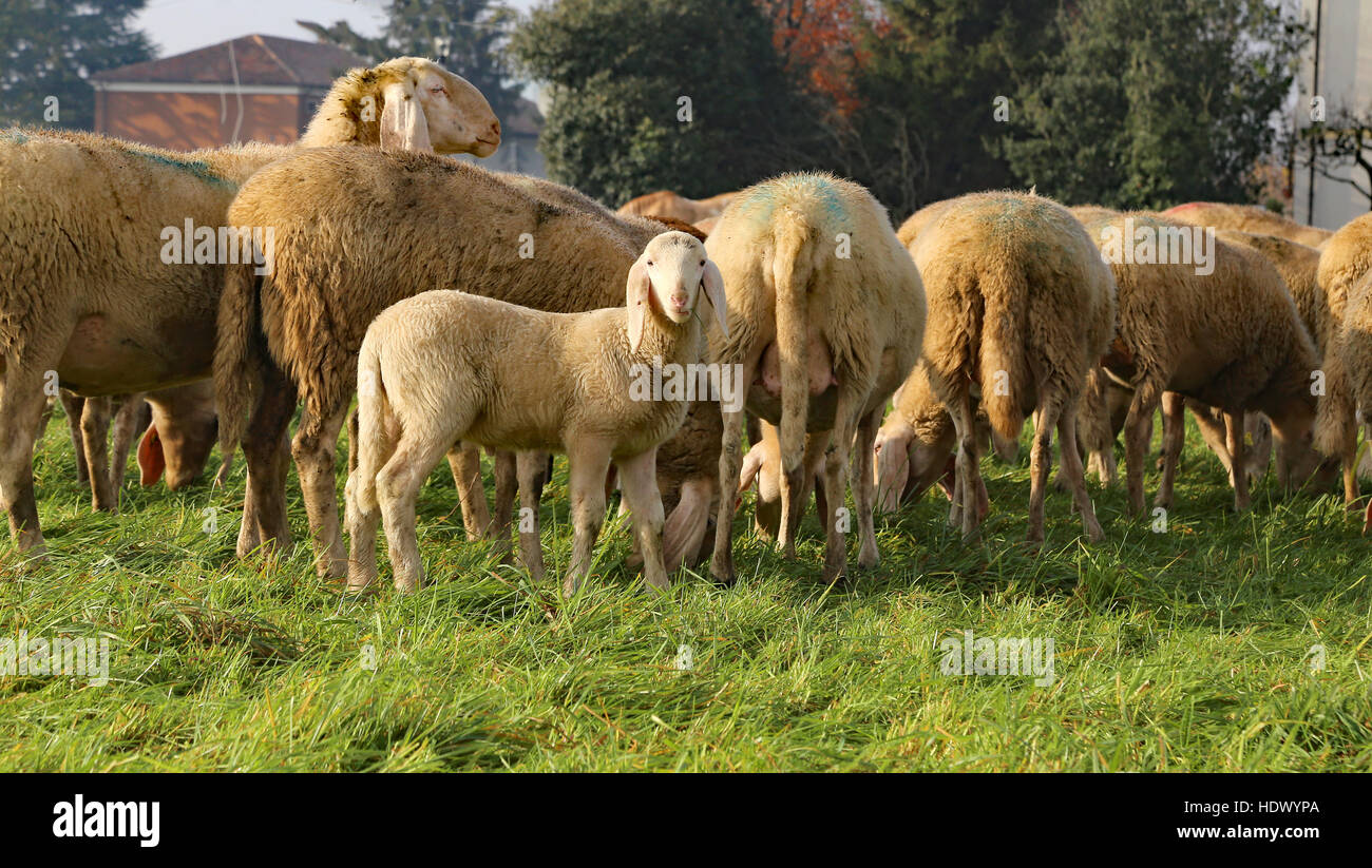 Gregge con molte pecore al pascolo nel prato e un agnello Foto Stock