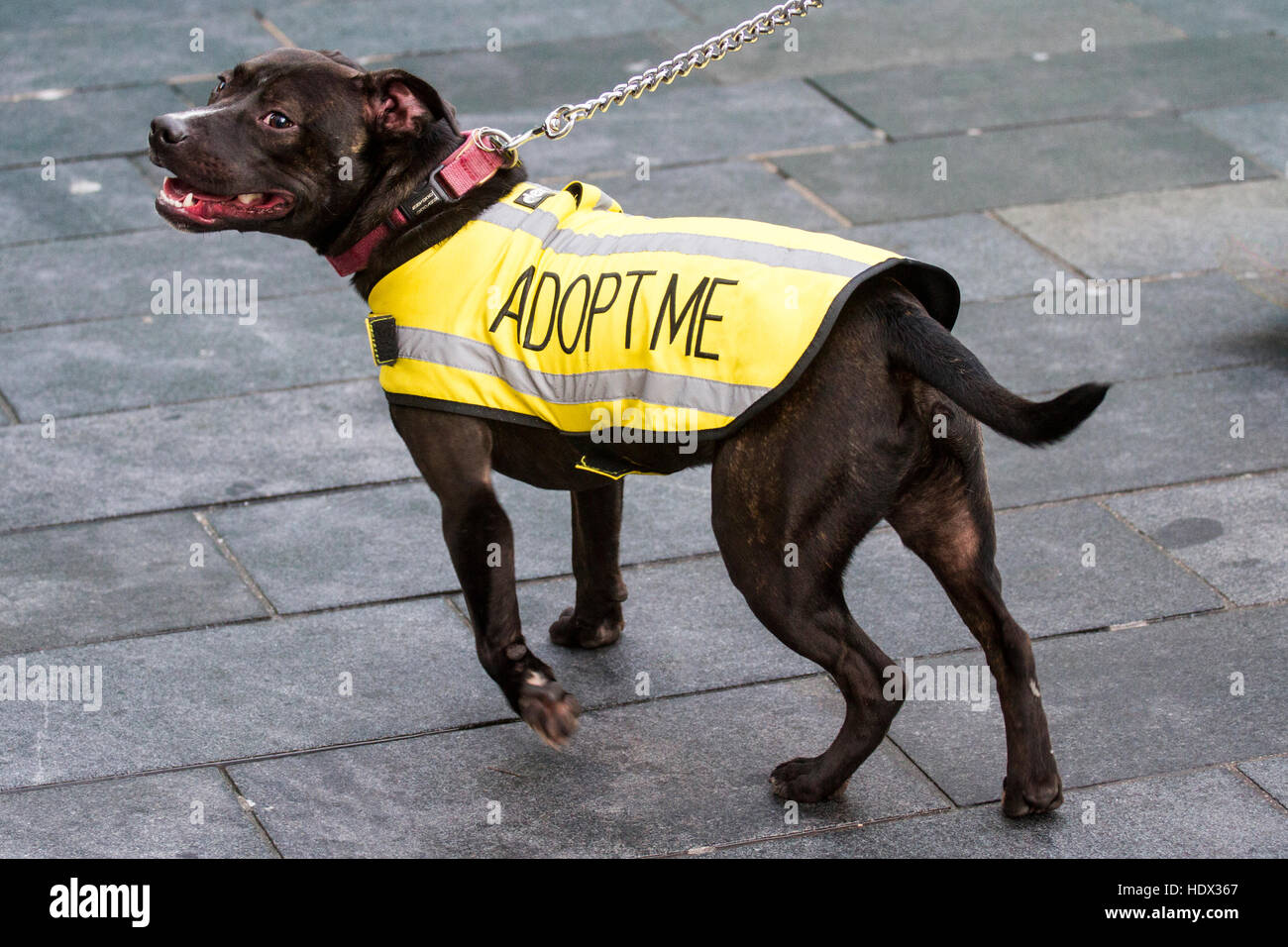 Cane nero alla ricerca di un nuovo proprietario indossa giallo "Adottare Me' coat, Liverpool, Merseyside, Regno Unito Foto Stock