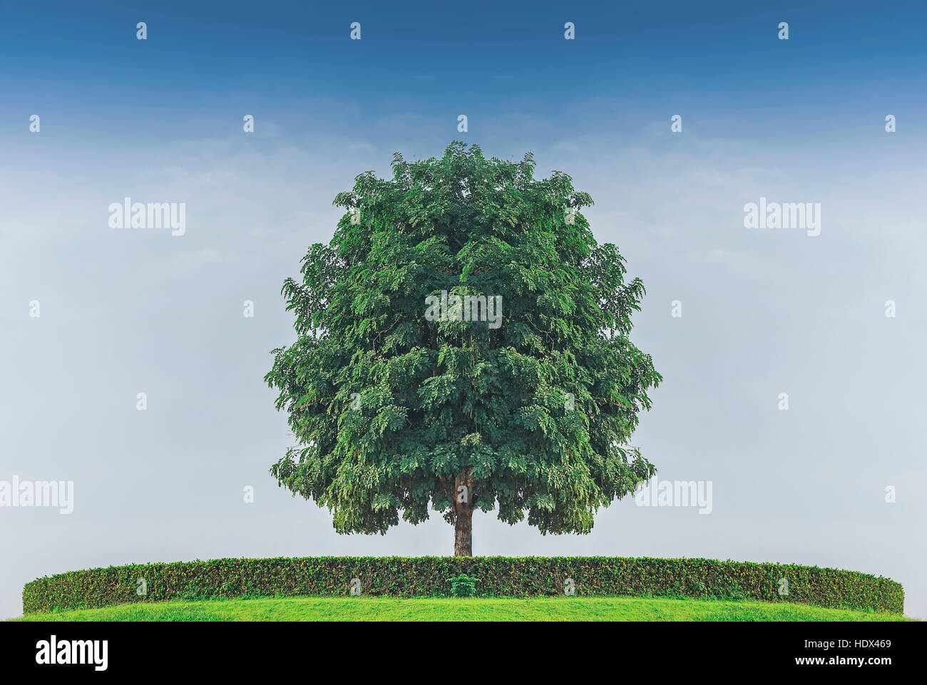 Grande albero verde in piedi da solo sotto il cielo blu Foto Stock