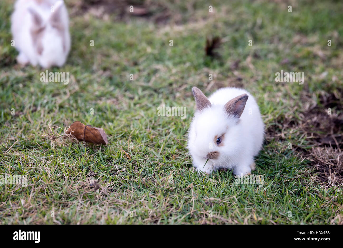 Giovane e bella piccolo coniglio sull'erba verde nel giorno d'estate. Foto Stock