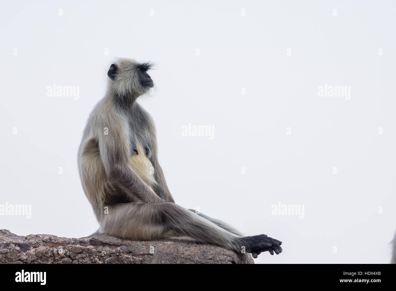 Grigio langur o Hanuman langur (Semnopithecus) Foto Stock