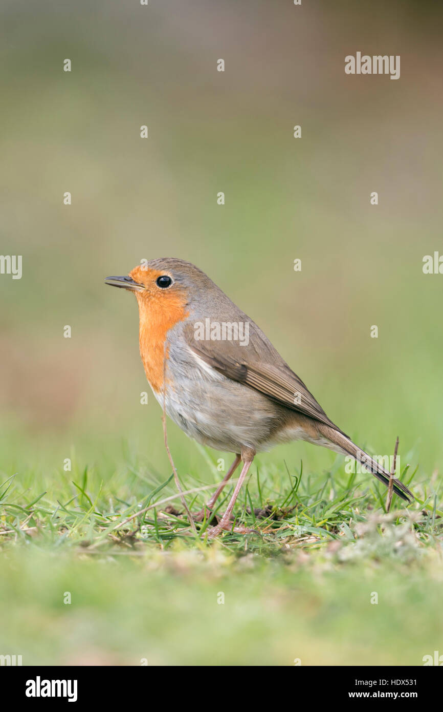 Pettirosso / Rotkehlchen ( Erithacus rubecula ) seduto a terra, cantare la sua canzone, vista laterale, tipico giardino uccello in Europa. Foto Stock