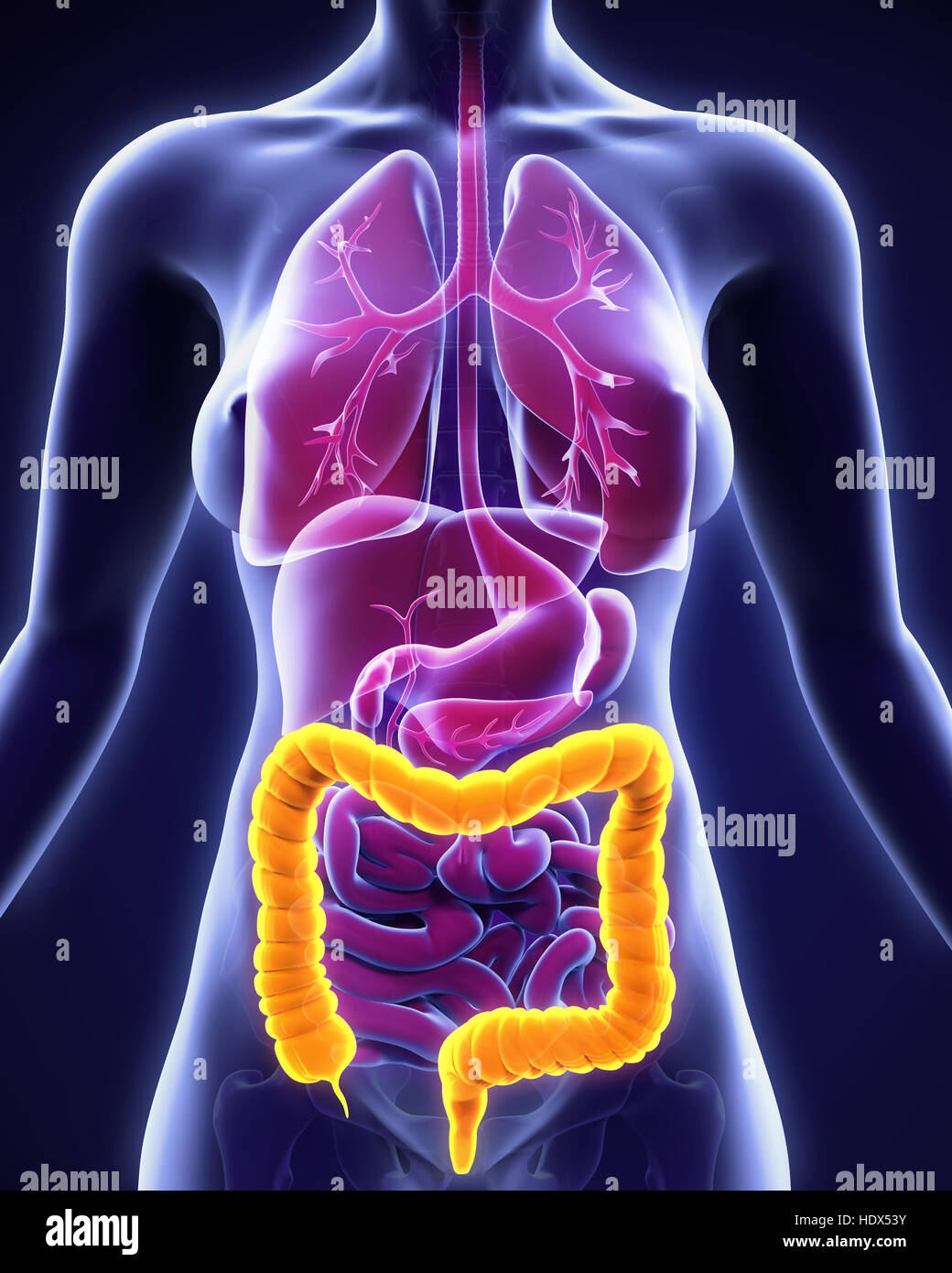 Colon umano anatomia Foto Stock