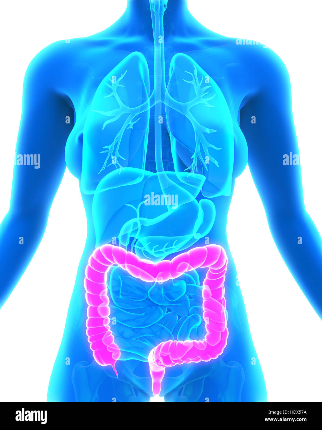 Colon umano anatomia Foto Stock