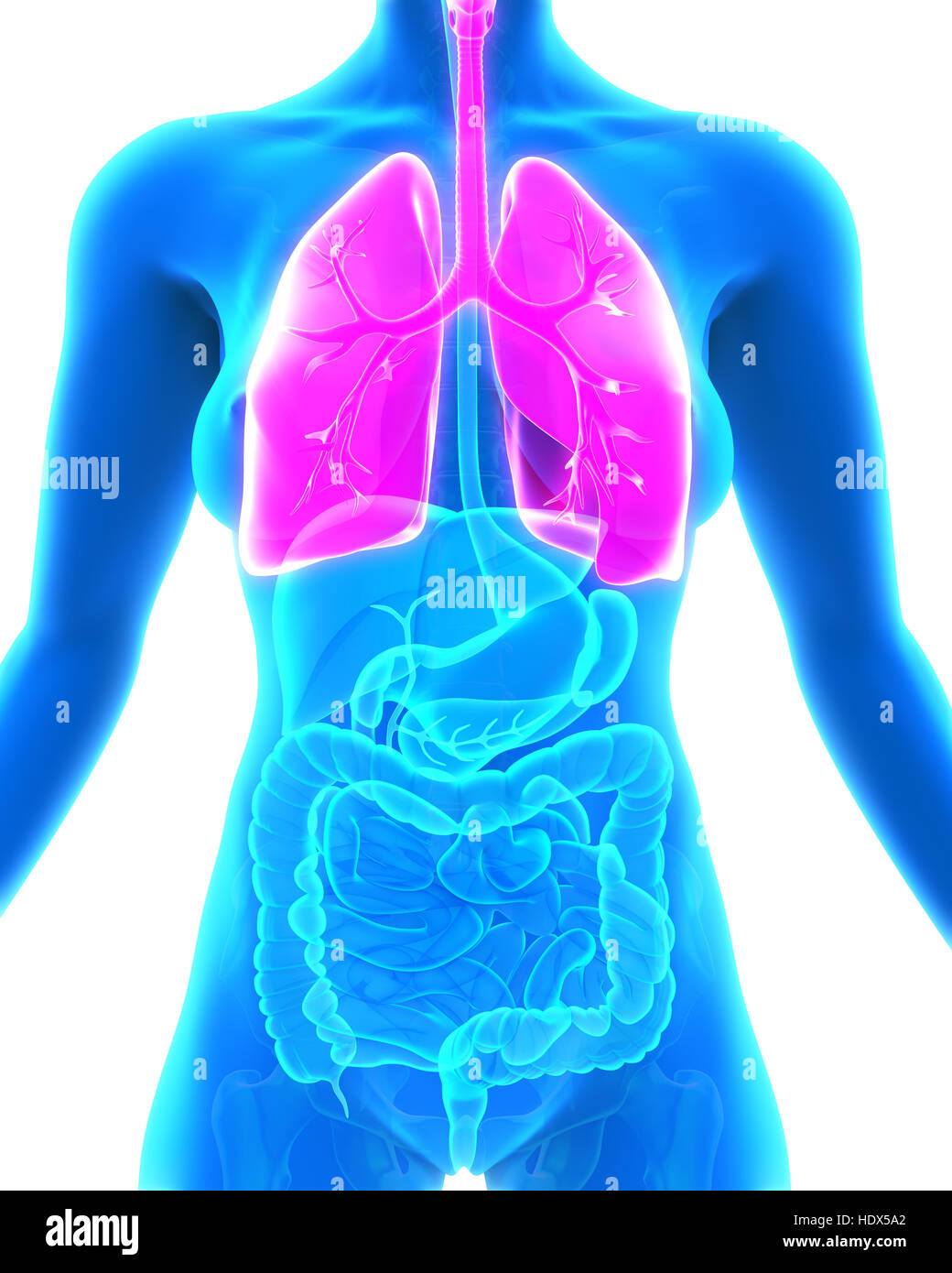 Umano Sistema respiratorio Foto Stock