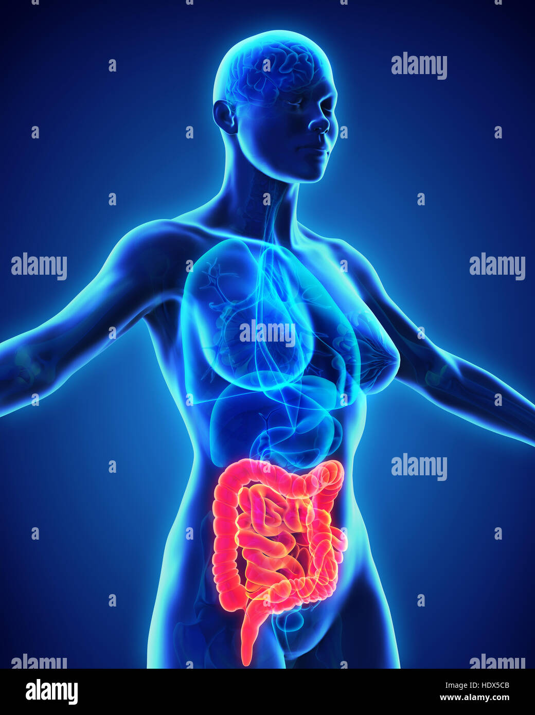 Intestino umano anatomia Foto Stock