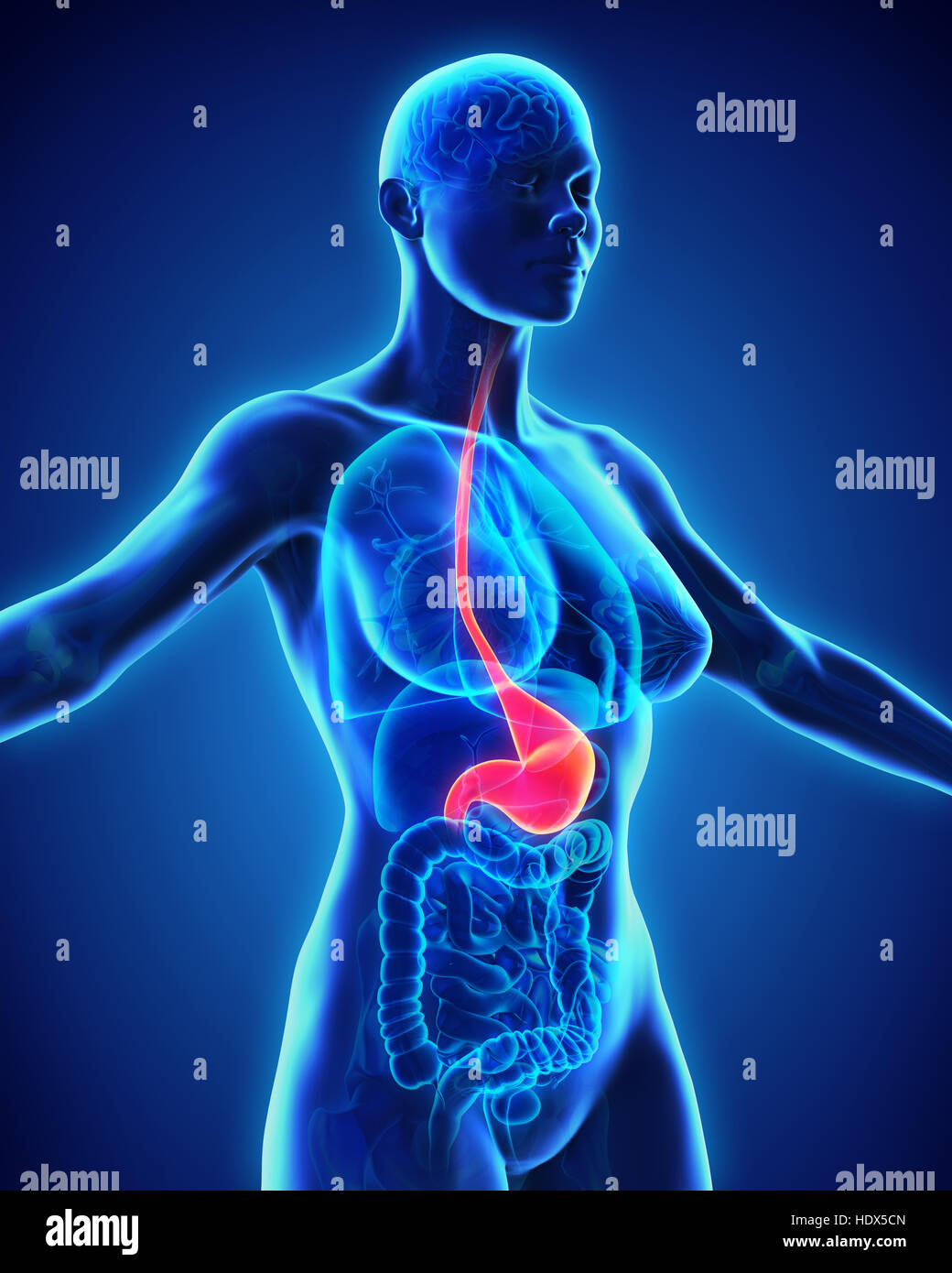 Stomaco umano anatomia Foto Stock