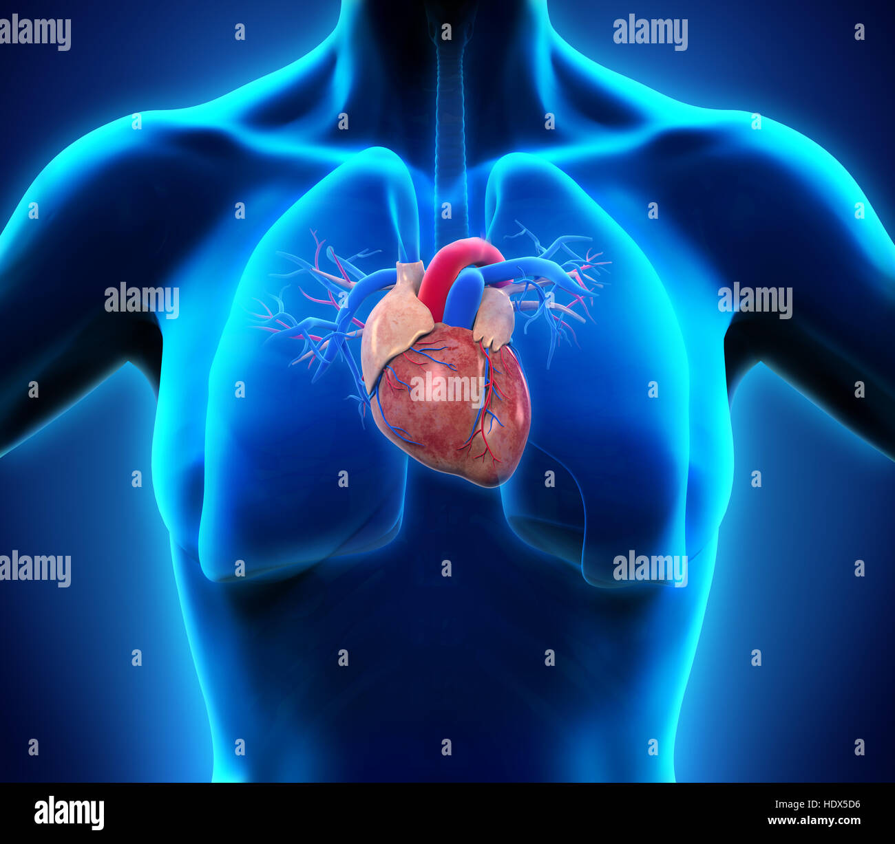 Cuore umano anatomia Foto Stock