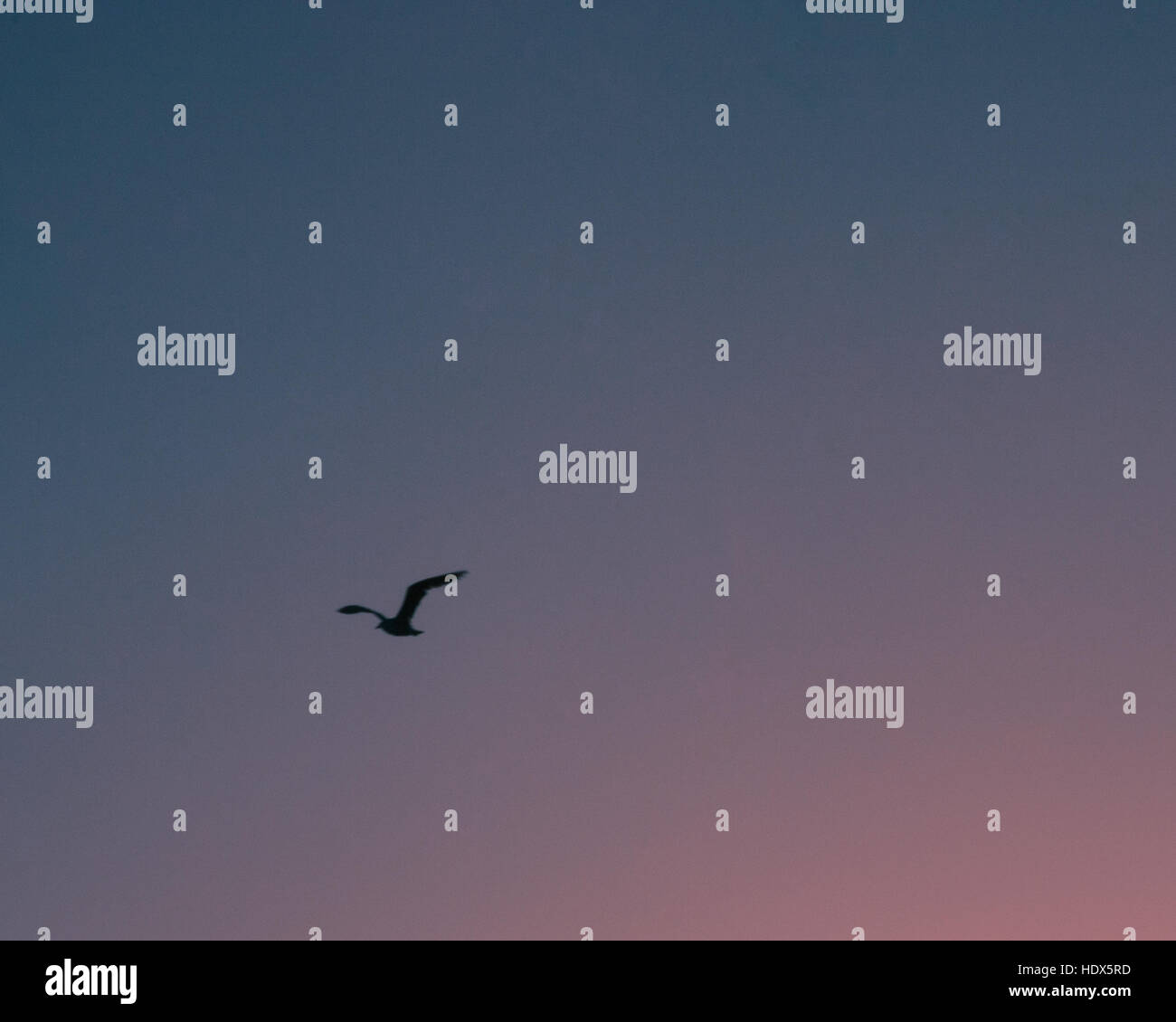 Lonely Seagull volare oltre oceano Foto Stock