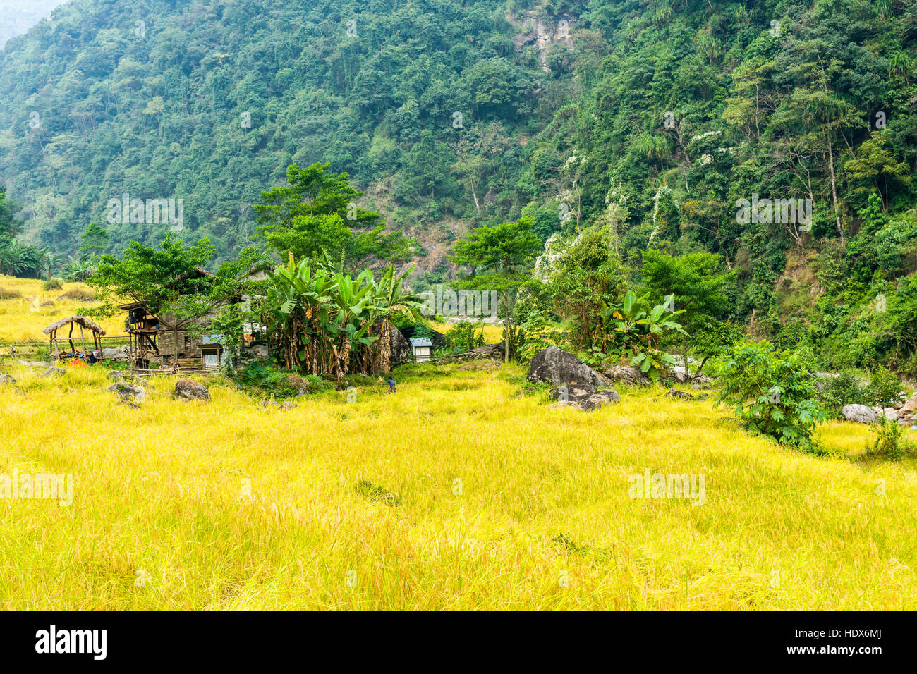 Gli agricoltori di una casa circondata da campi verdi e alberi di Arun valle di nadi Foto Stock
