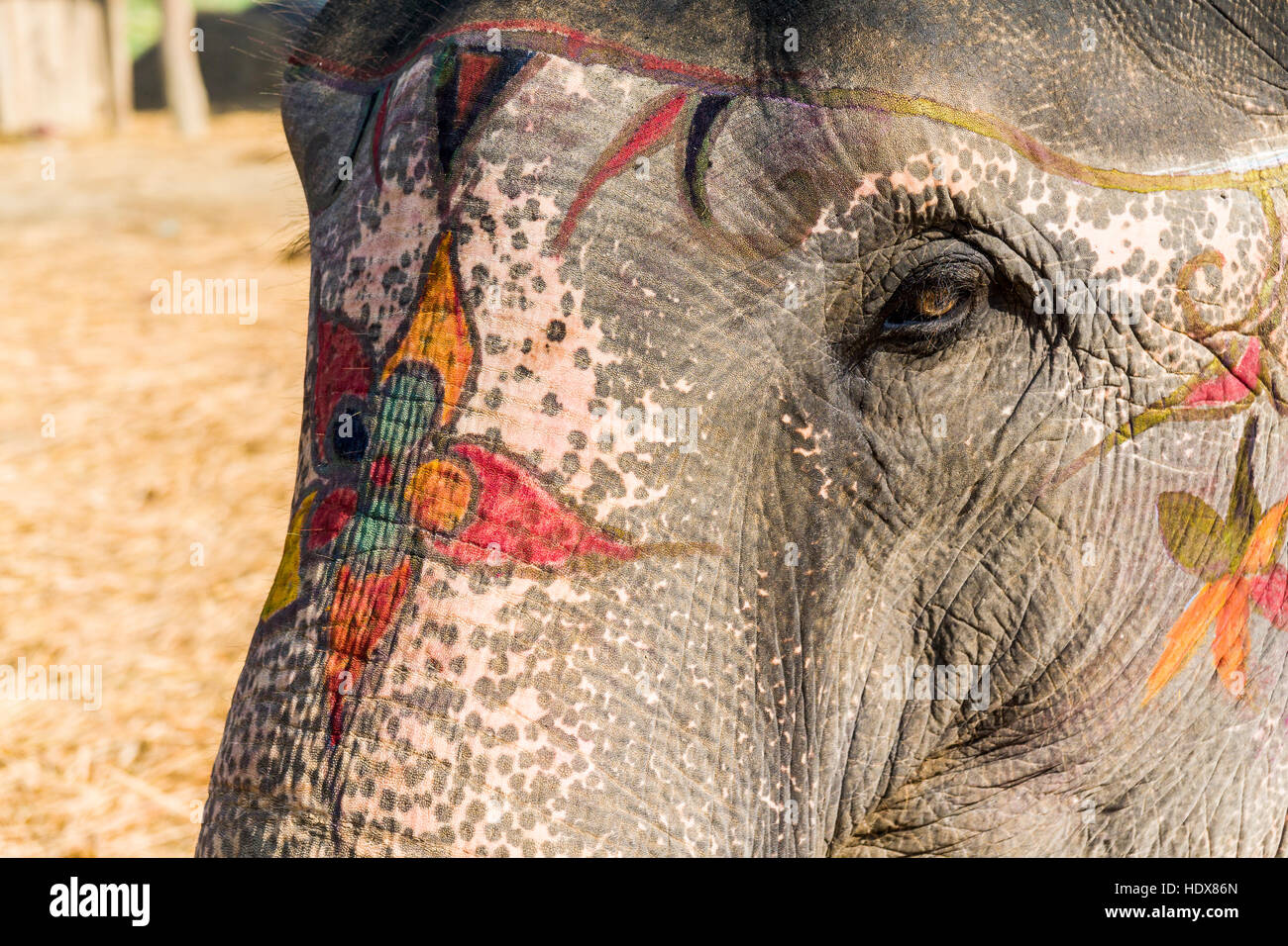 Un ritratto di un elefante, colorfully dipinta per il festival di elefante Foto Stock