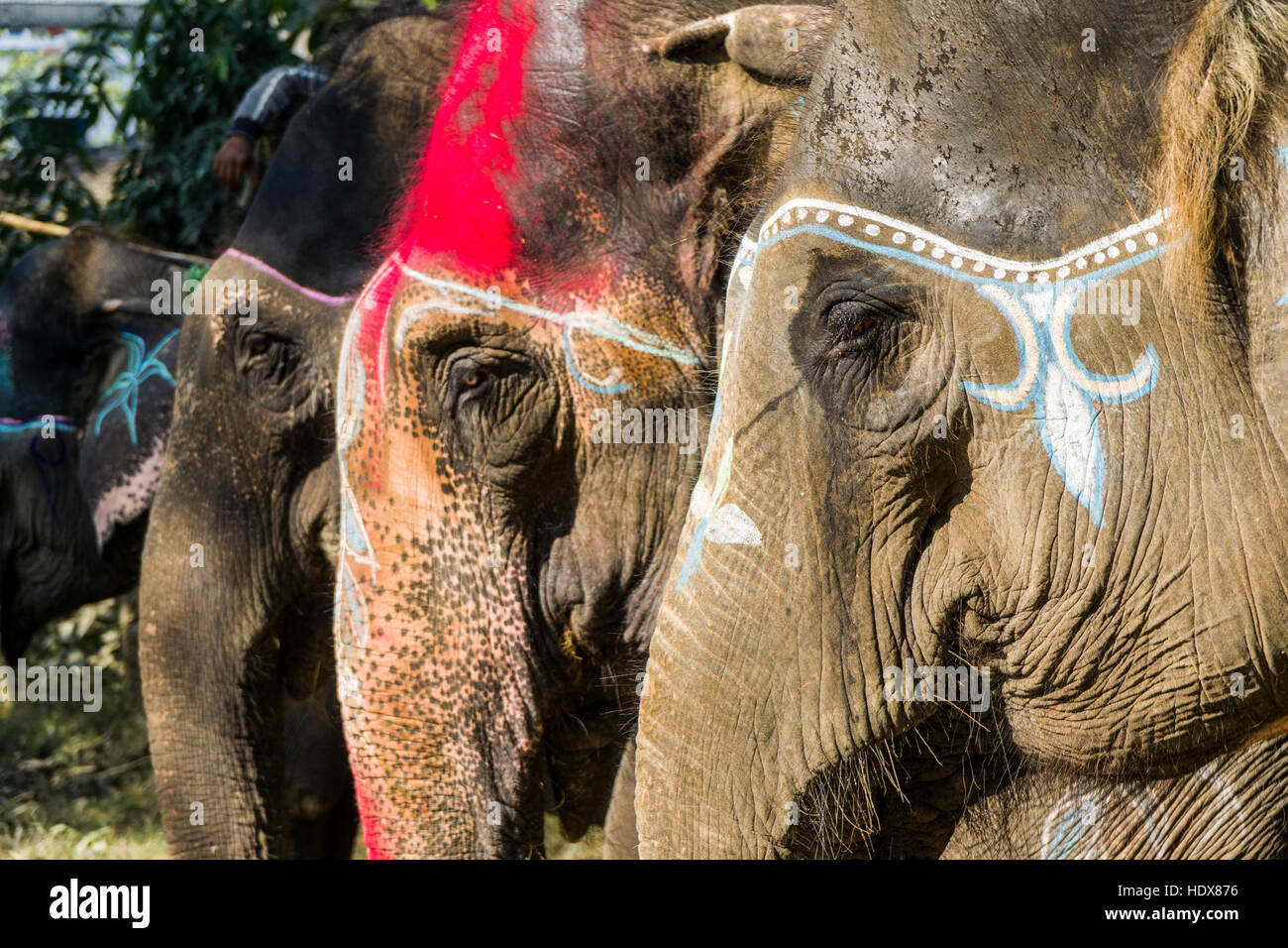 I ritratti di alcuni elefanti, colorfully dipinta per il festival di elefante Foto Stock