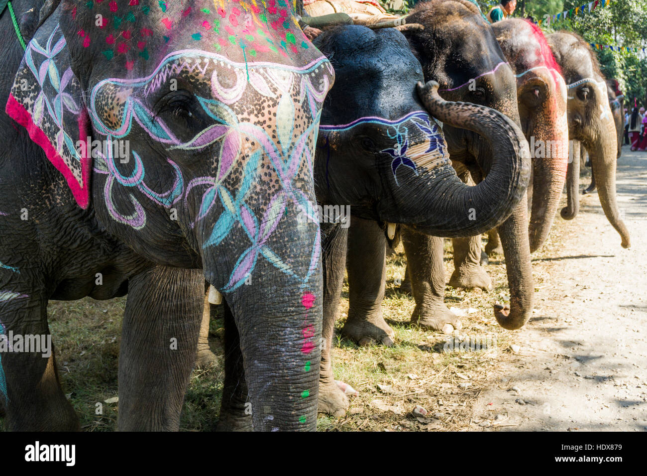 I ritratti di alcuni elefanti, colorfully dipinta per il festival di elefante Foto Stock