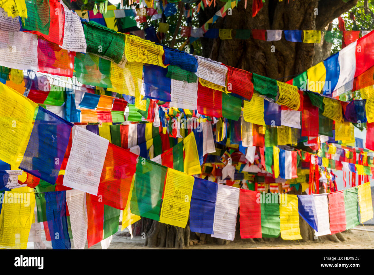 Molti colorati bandiere di preghiera sono avvolti attorno al bodhi tree accanto al Tempio di Mayadevi, il luogo di nascita di Siddharta Gautama, presente il buddha Foto Stock