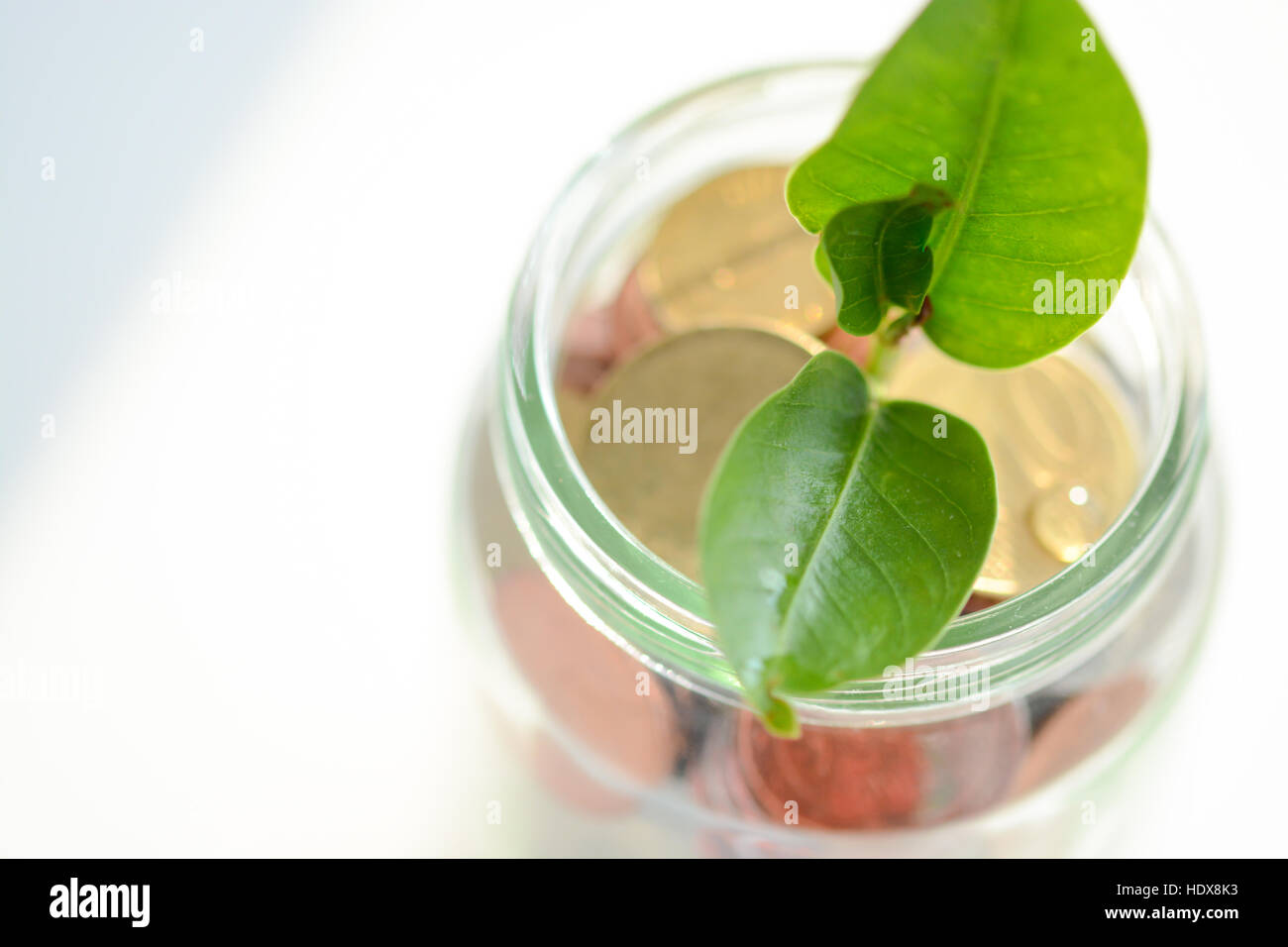 Pianta verde con foglie cresce dentro un vaso pieno di soldi monete Foto Stock