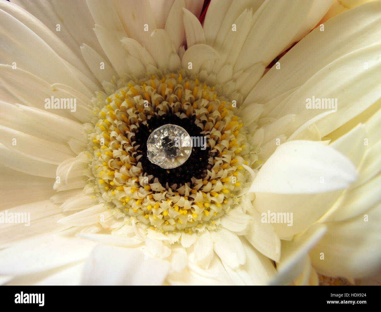 Un bianco fiore di gerbera con un gioiello "diamond" prigioniero di vetro nel centro Foto Stock